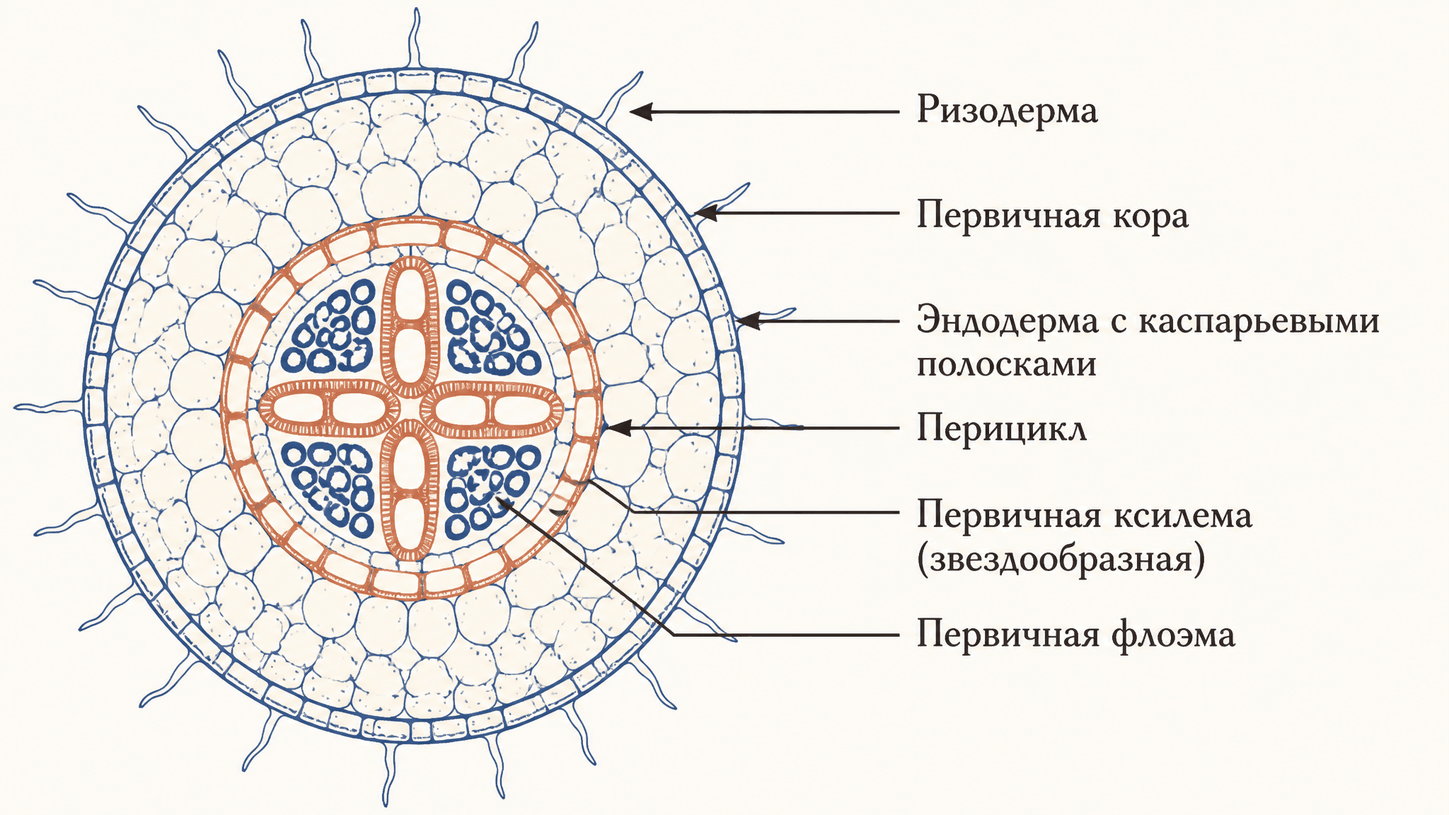 Перицикл: роль в первичном строении корня