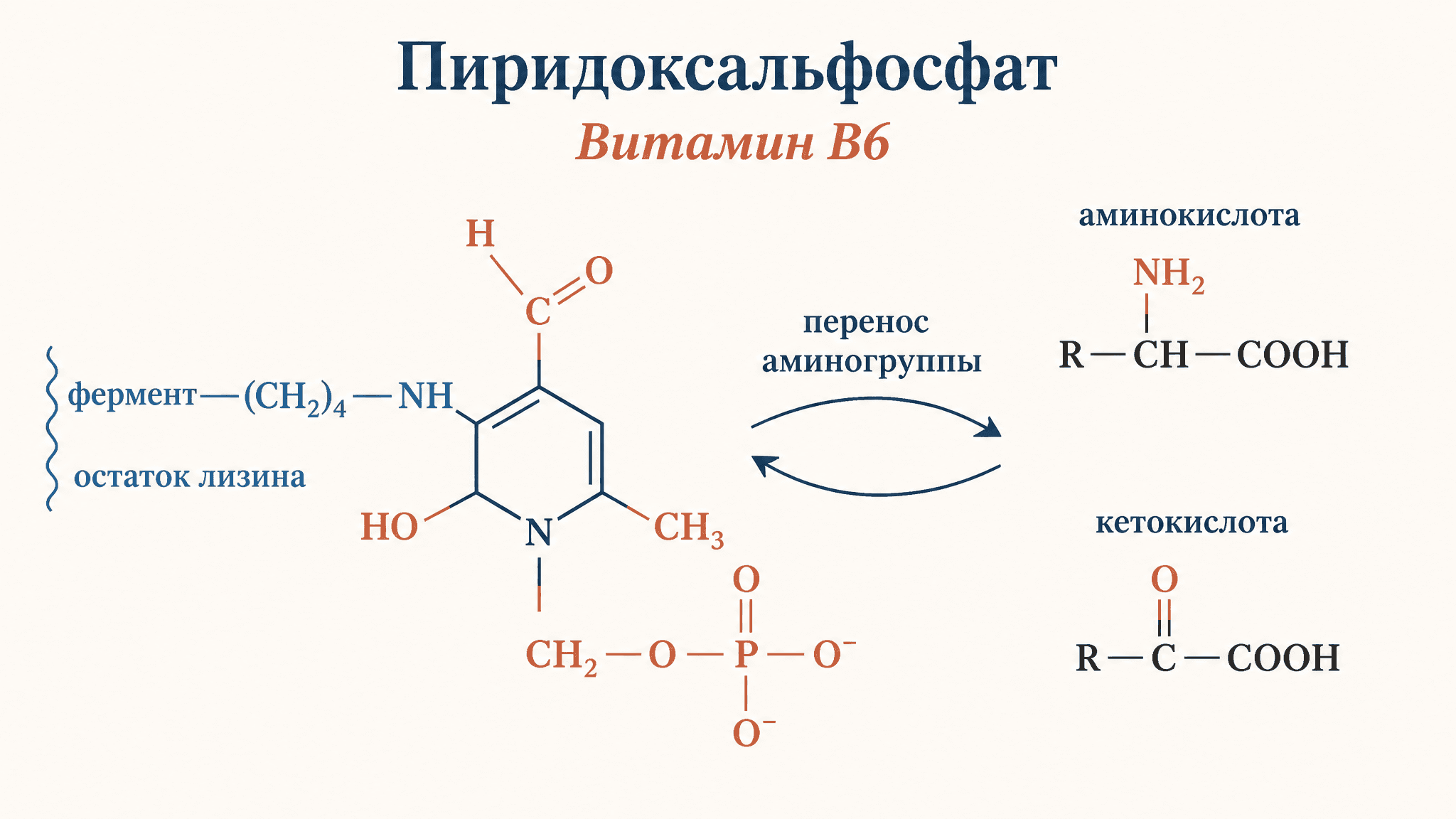 Пиридоксальфосфат: витамин B6 в трансаминировании