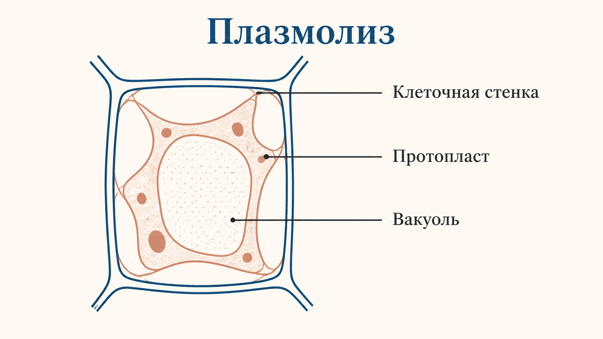 Плазмолиз и деплазмолиз клетки: механизм и типы