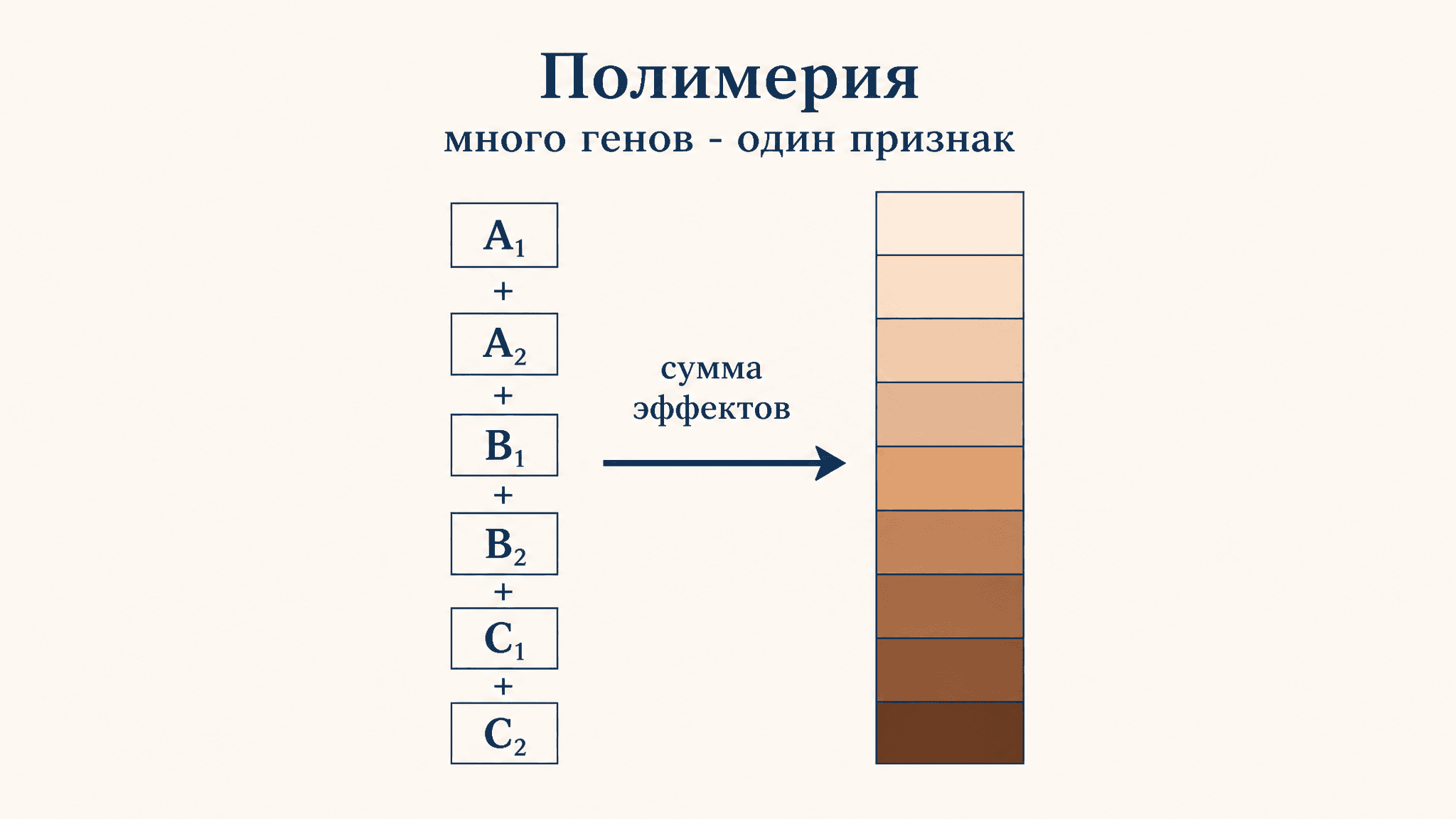 Полимерия: наследование признаков несколькими генами