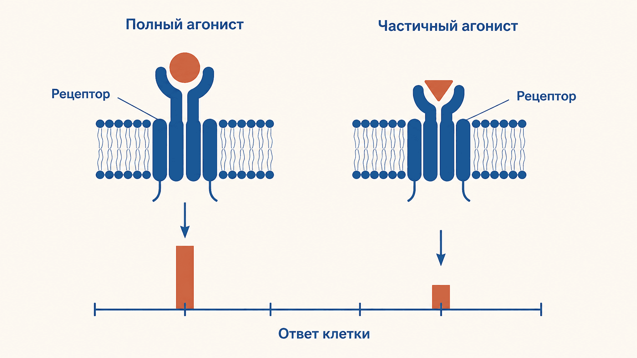 Полный и частичный агонист рецептора: в чём разница