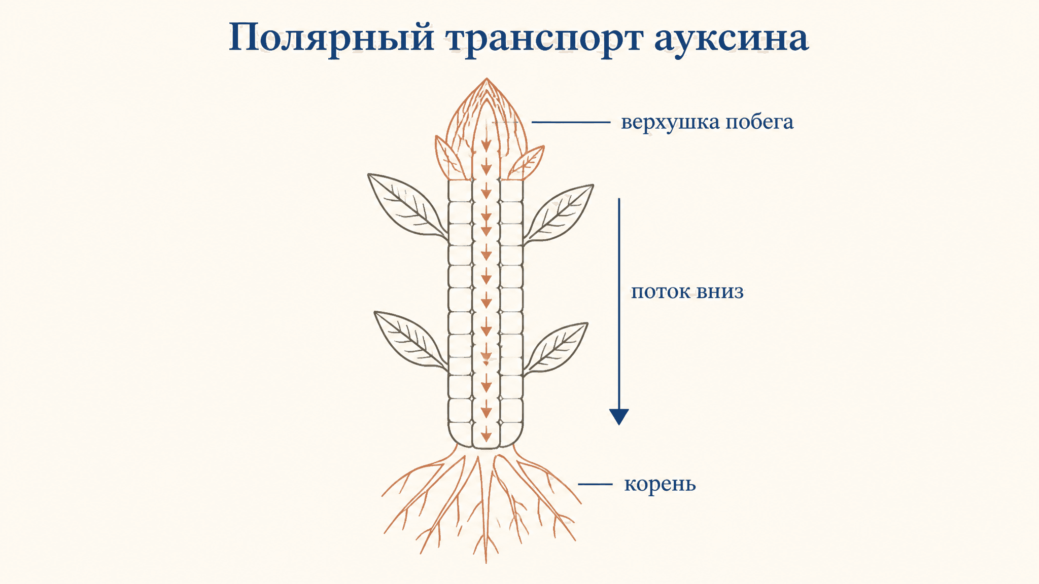 Полярный транспорт ауксина: механизм и белки PIN