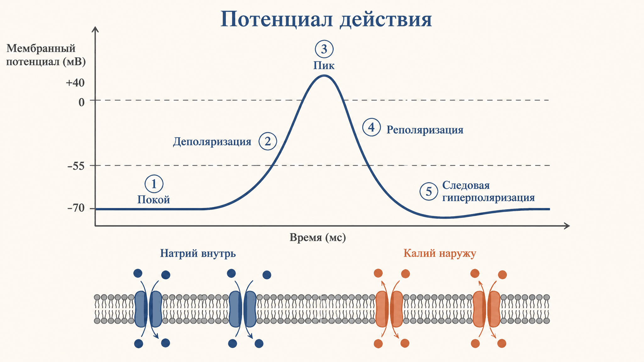 Потенциал действия: фазы и ионные механизмы