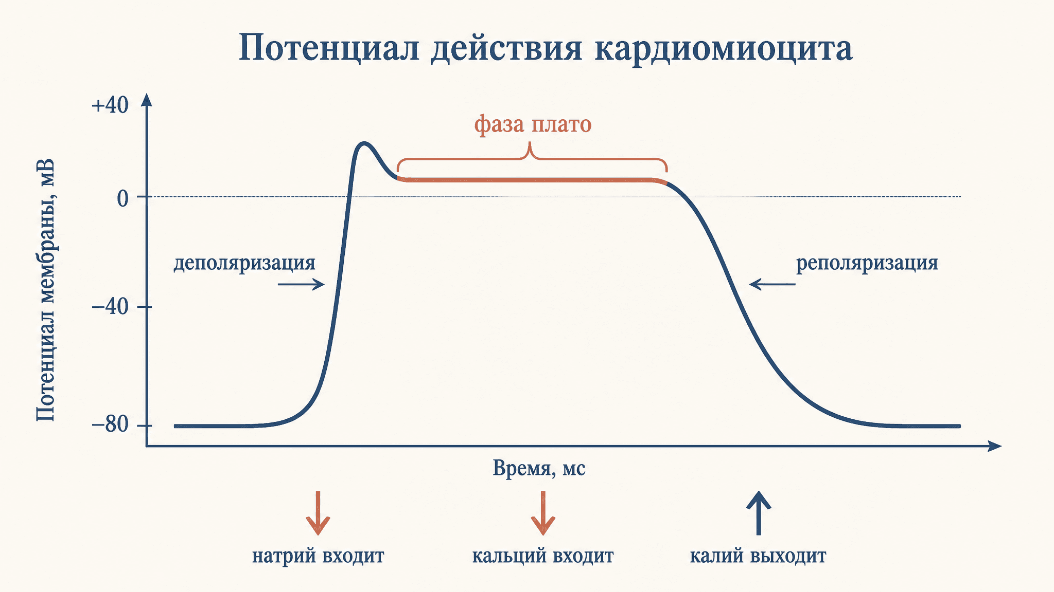 Потенциал действия кардиомиоцита: фаза плато