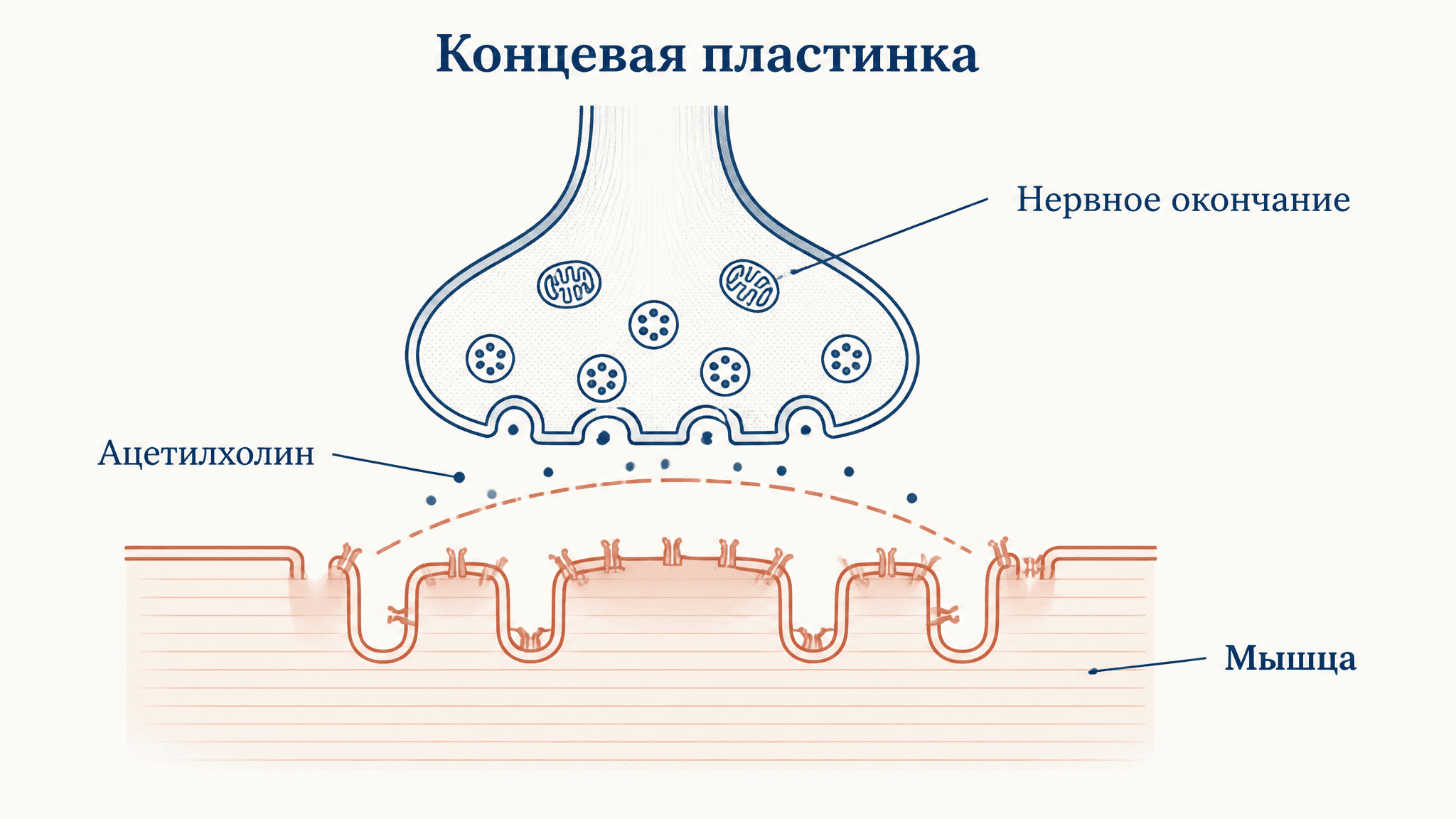 Потенциал концевой пластинки: нервно-мышечный синапс