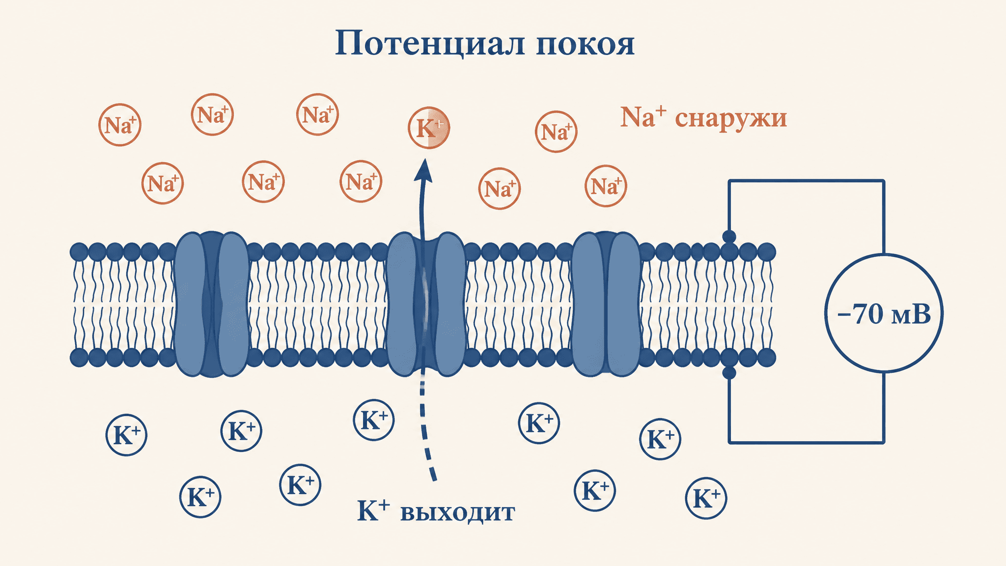Потенциал покоя: происхождение и уравнение Нернста