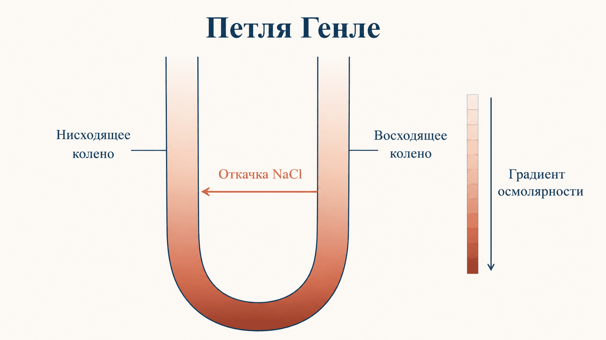 Поворотно-противоточная система петли Генле