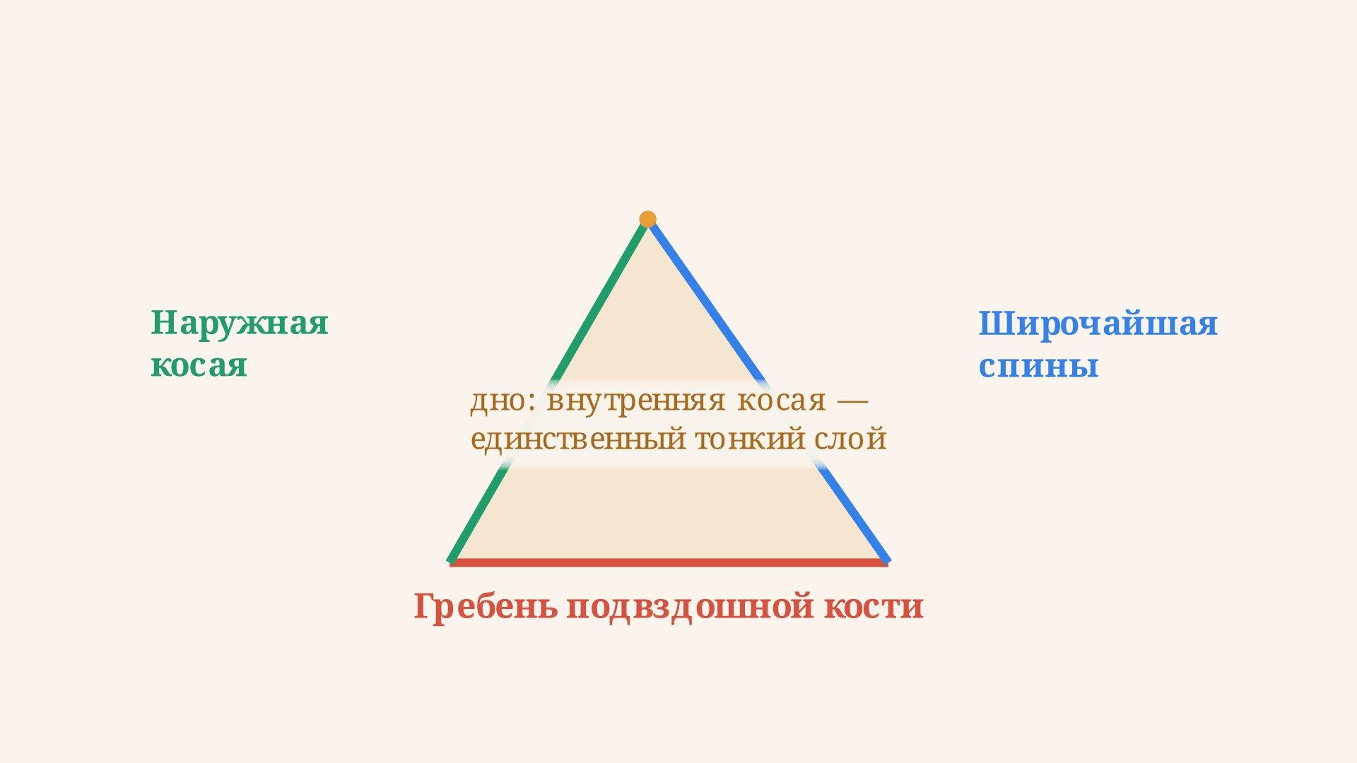 Поясничный треугольник Пти: границы, дно и грыжа