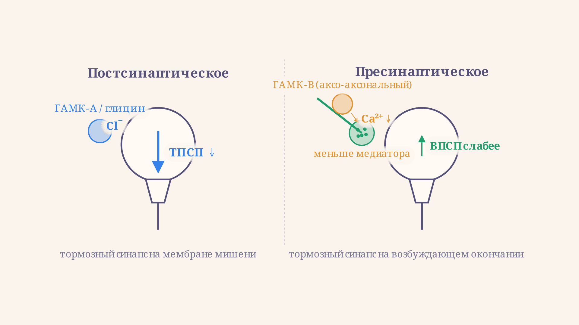 Пресинаптическое и постсинаптическое торможение: разница