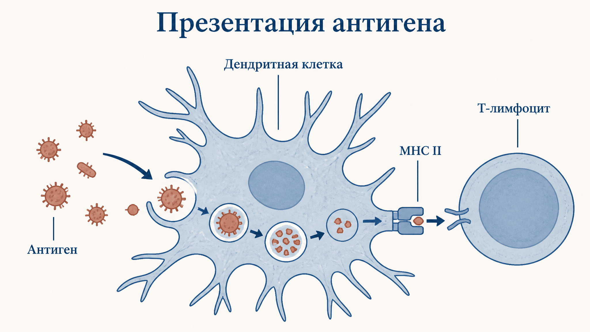 Презентация антигена дендритными клетками: механизм