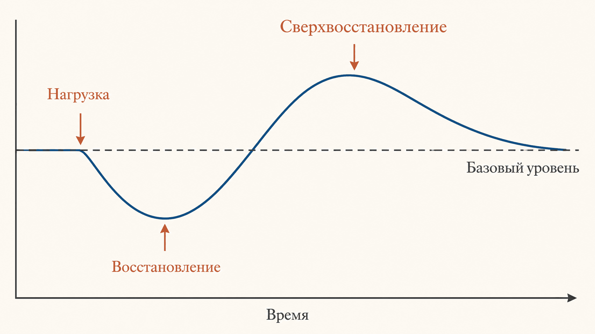 Принцип сверхвосстановления: как растёт тренированность