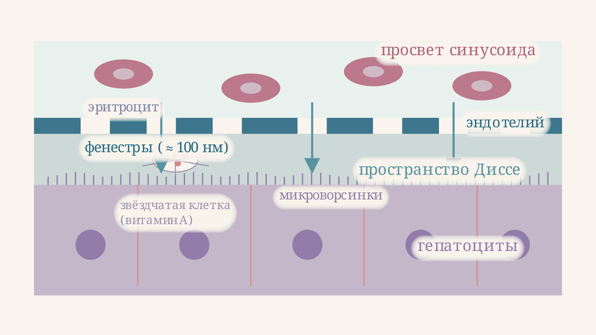 Пространство Диссе: строение, функции и капилляризация