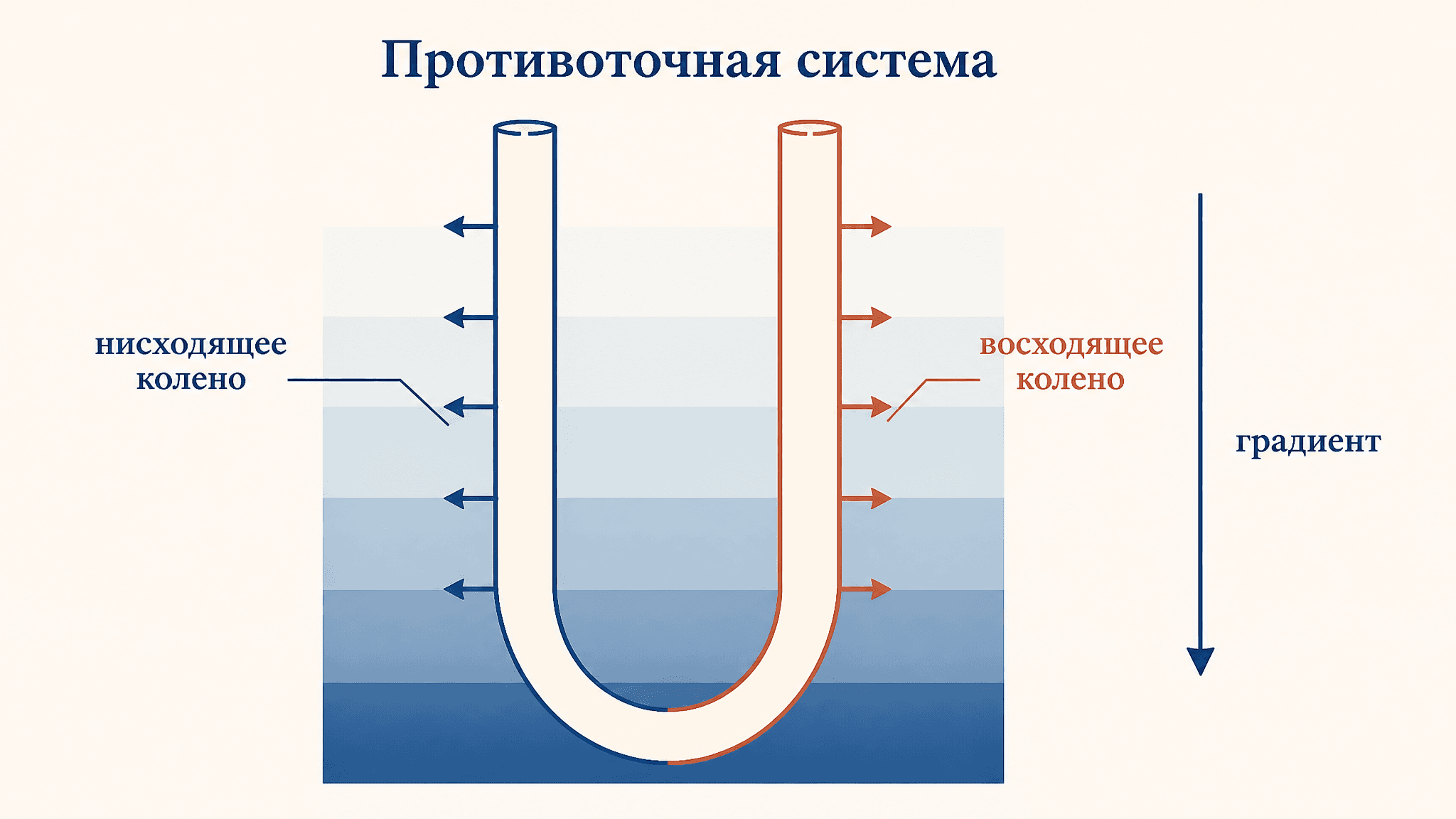 Противоточно-множительная система почки: как работает