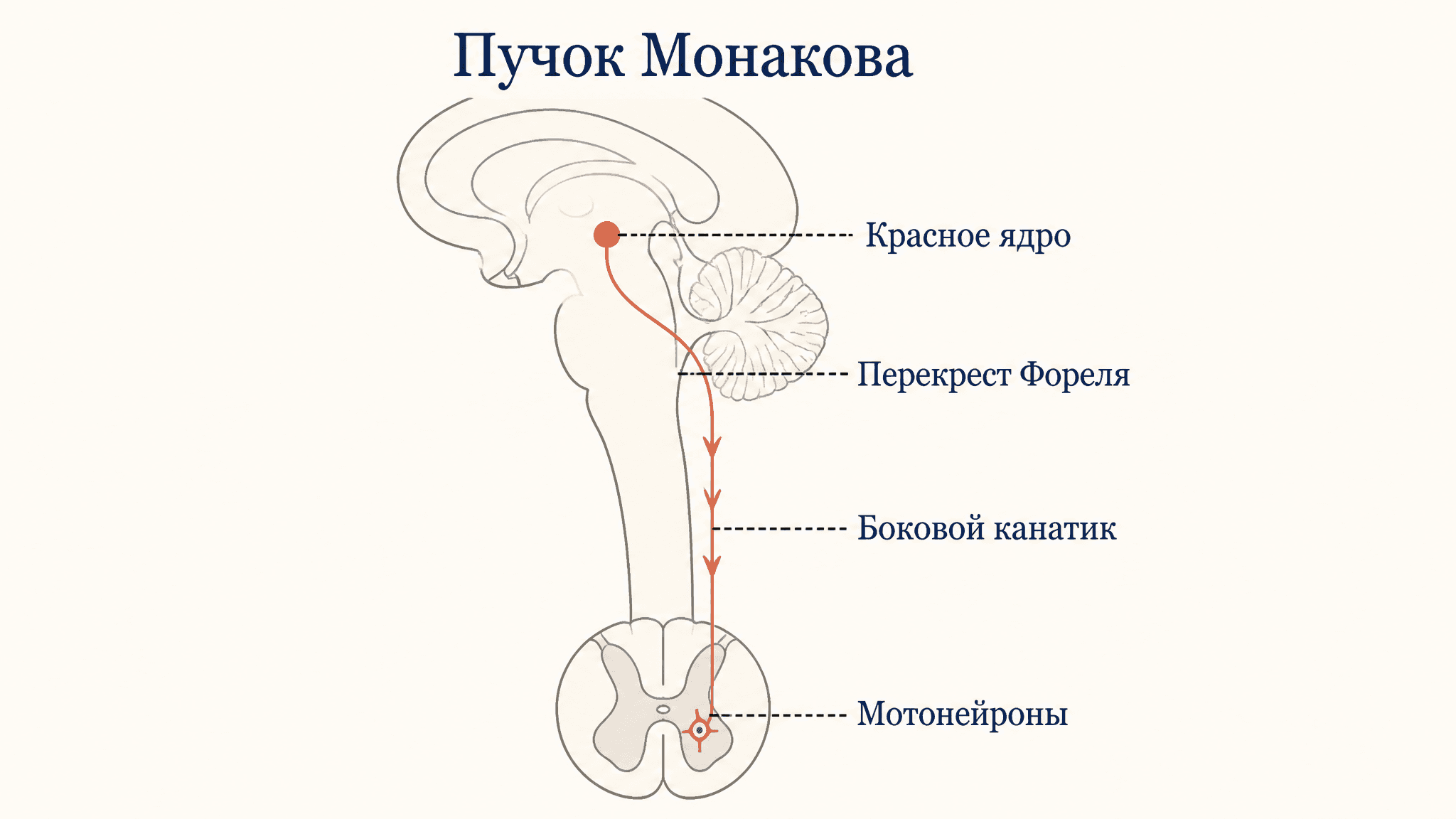 Пучок Монакова: руброспинальный тракт и его функция