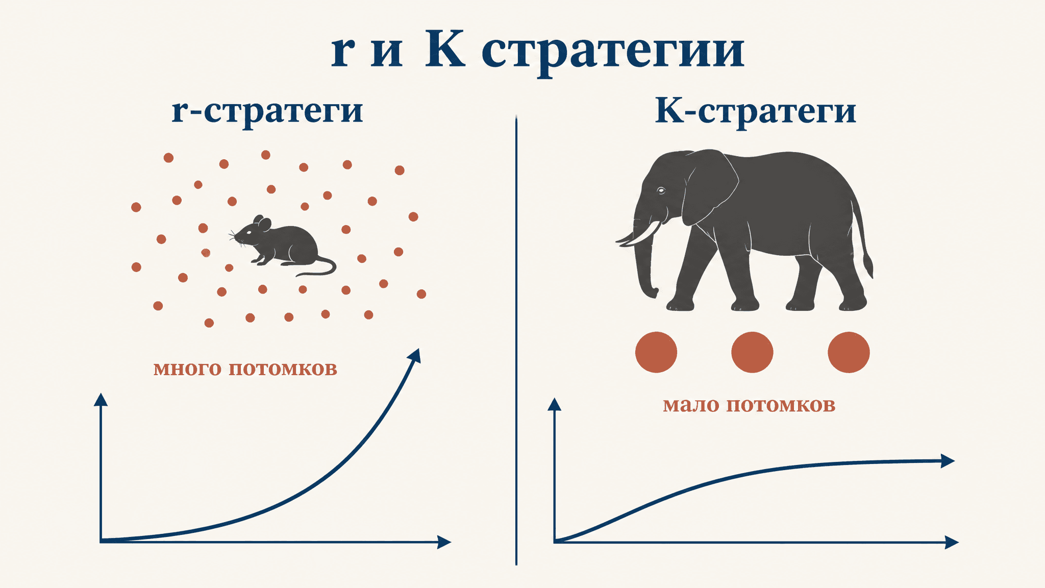 r и K стратегии отбора: жизненные стратегии видов