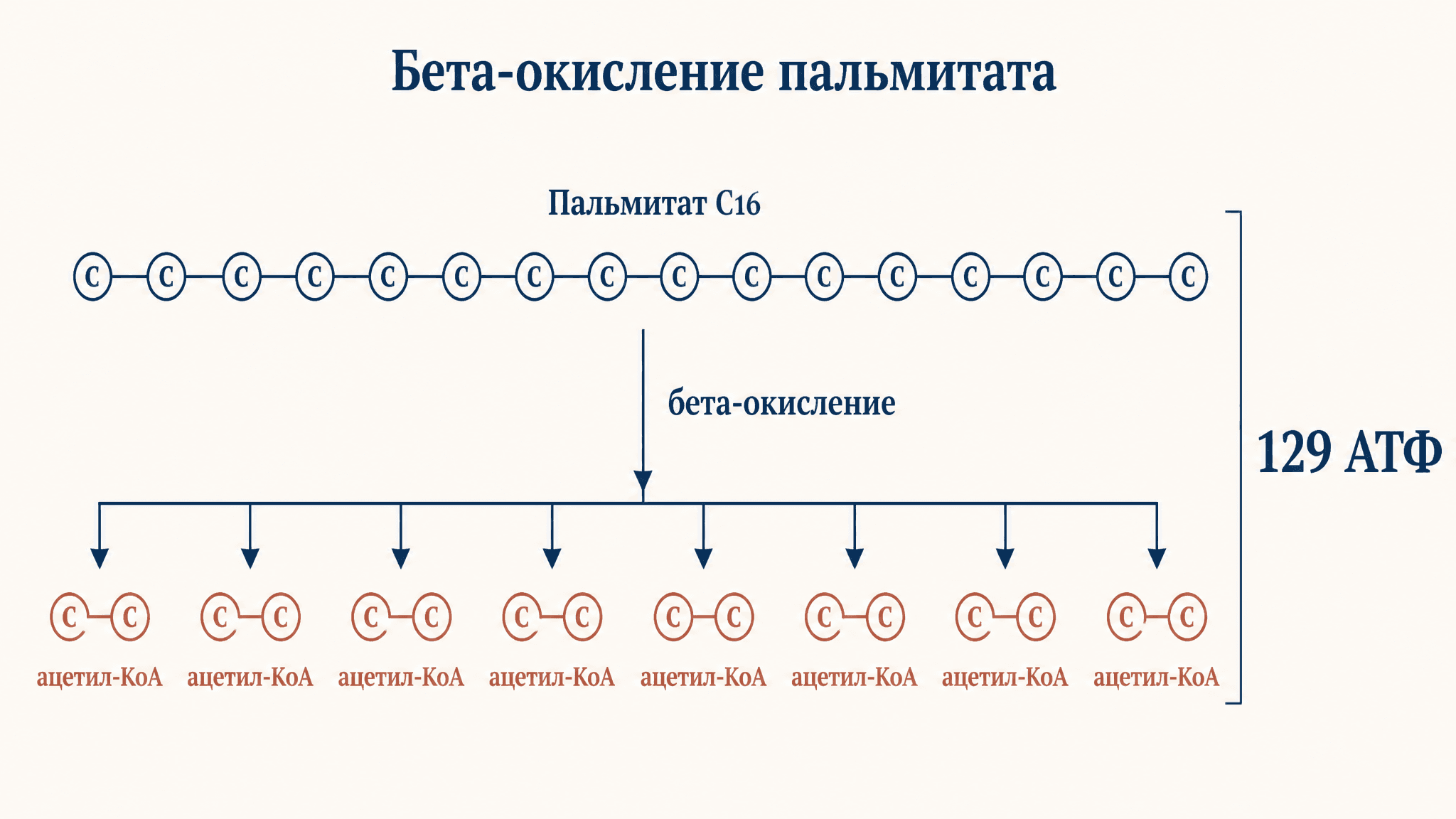 Расчёт АТФ при окислении пальмитиновой кислоты
