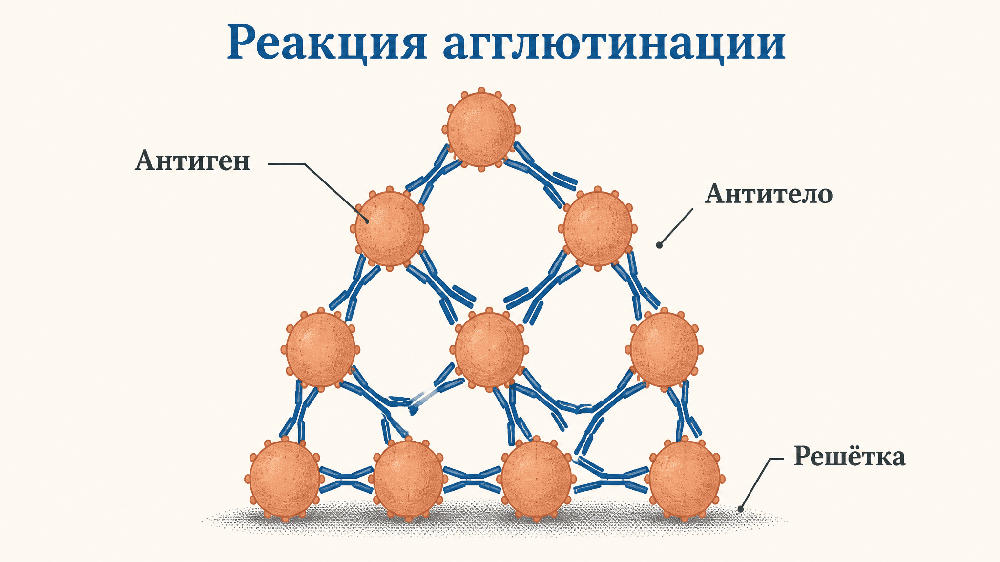 Реакция агглютинации в иммунологии: механизм и типы