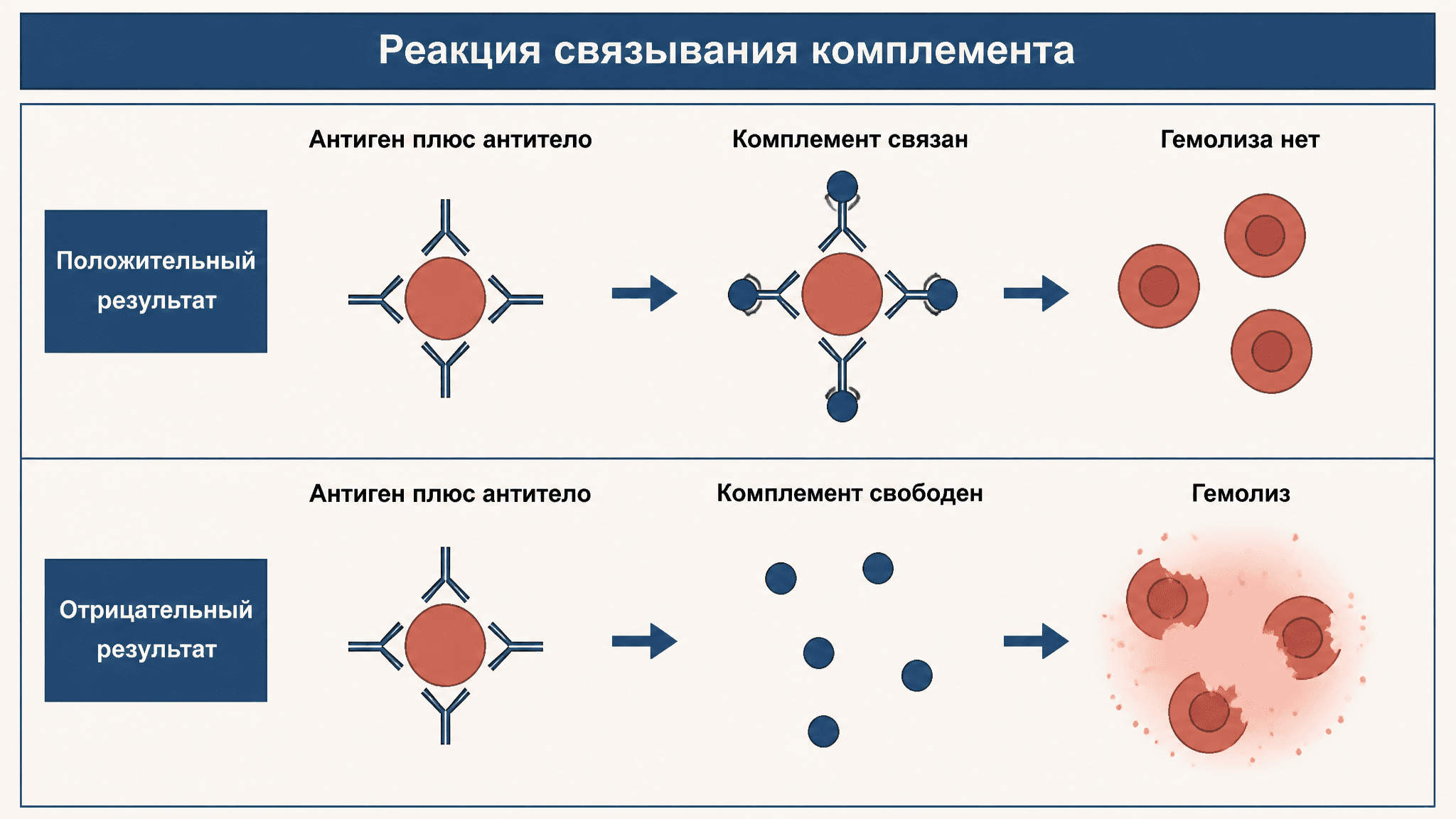 Реакция связывания комплемента: принцип РСК