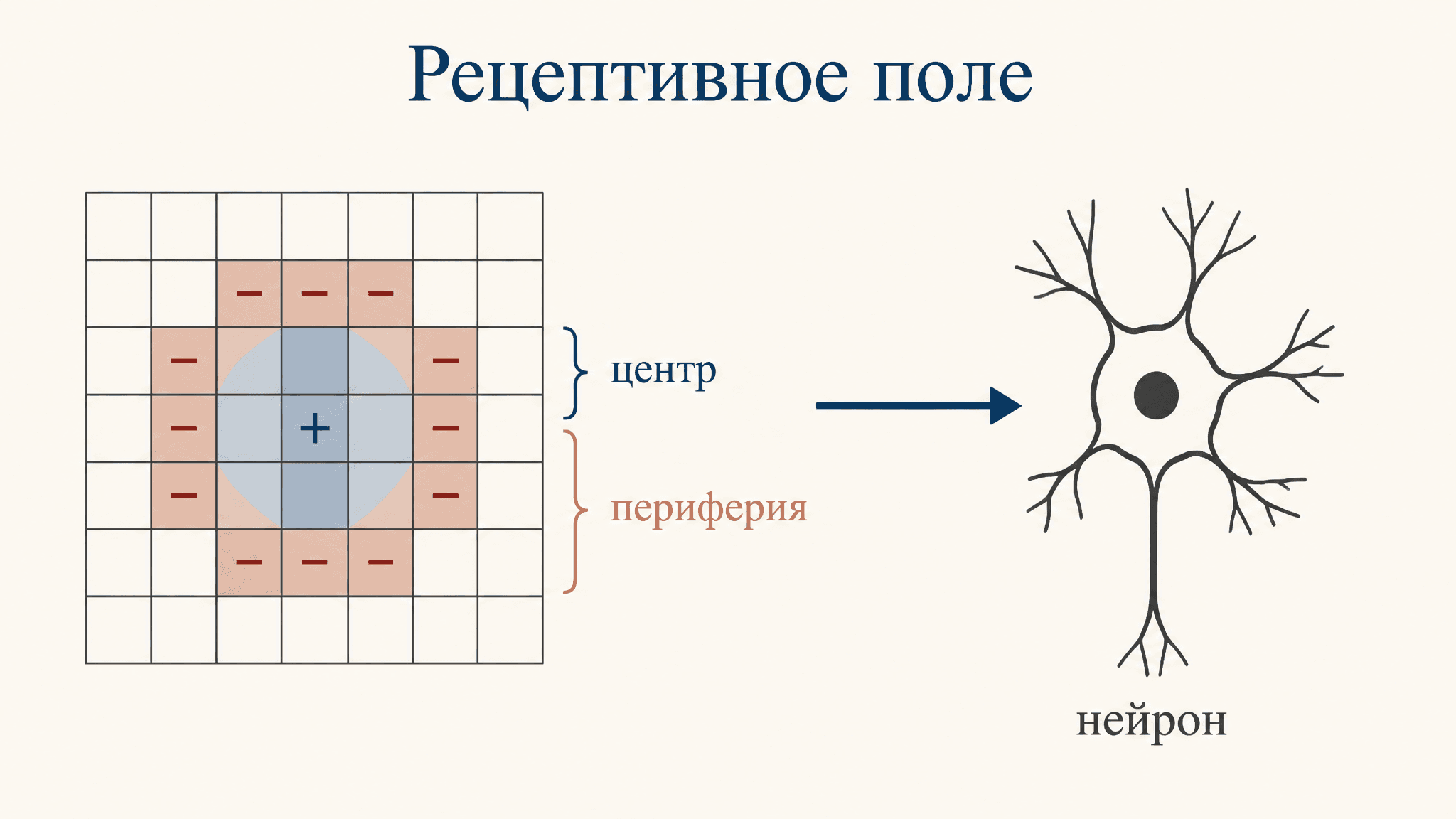 Рецептивное поле нейрона зрительной коры: разбор