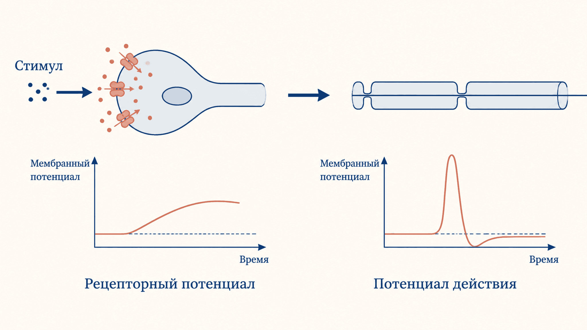 Рецепторный потенциал: сенсорный сигнал клетки