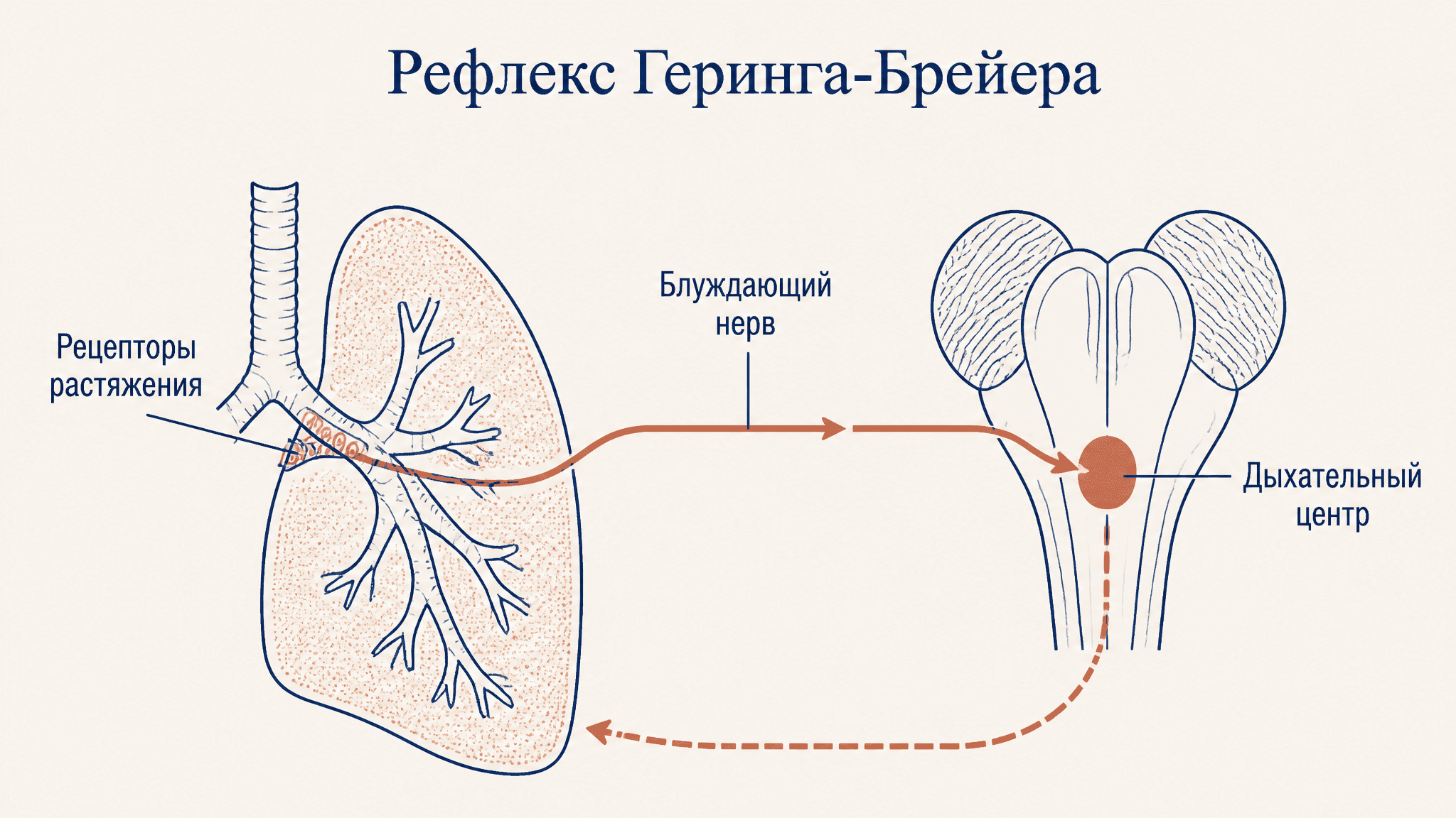 Рефлекс Геринга-Брейера: дыхание и объём лёгких