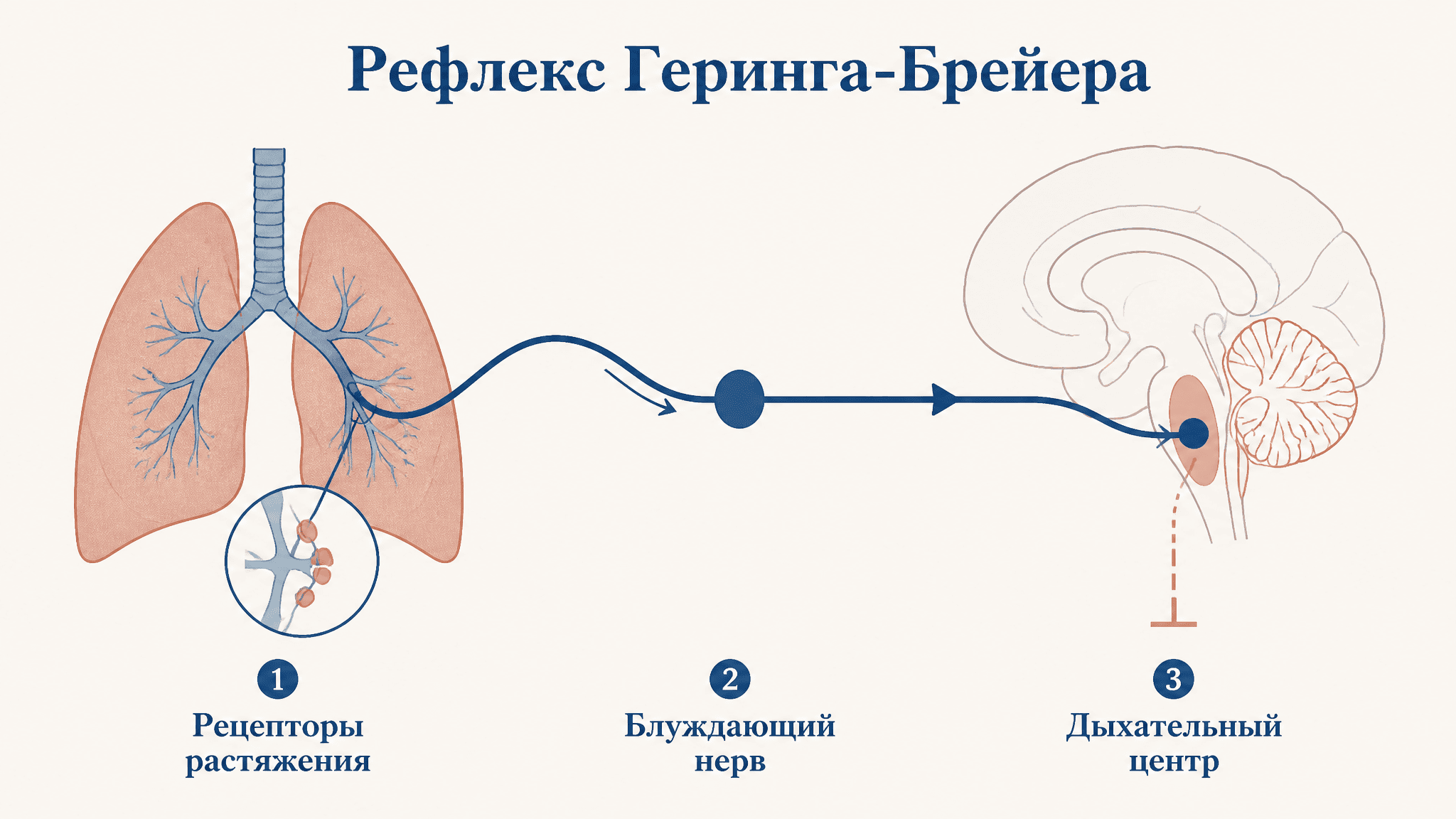 Рефлекс Геринга-Брейера: регуляция дыхания лёгкими