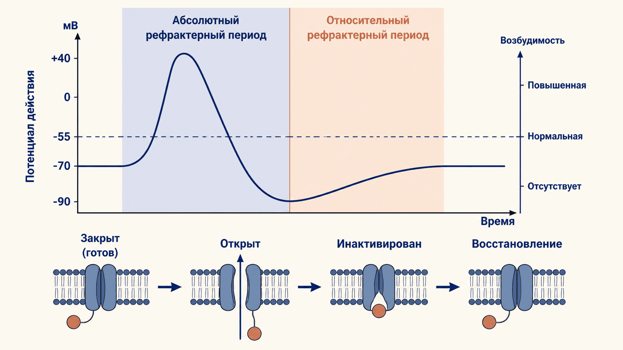 Рефрактерный период: абсолютный и относительный