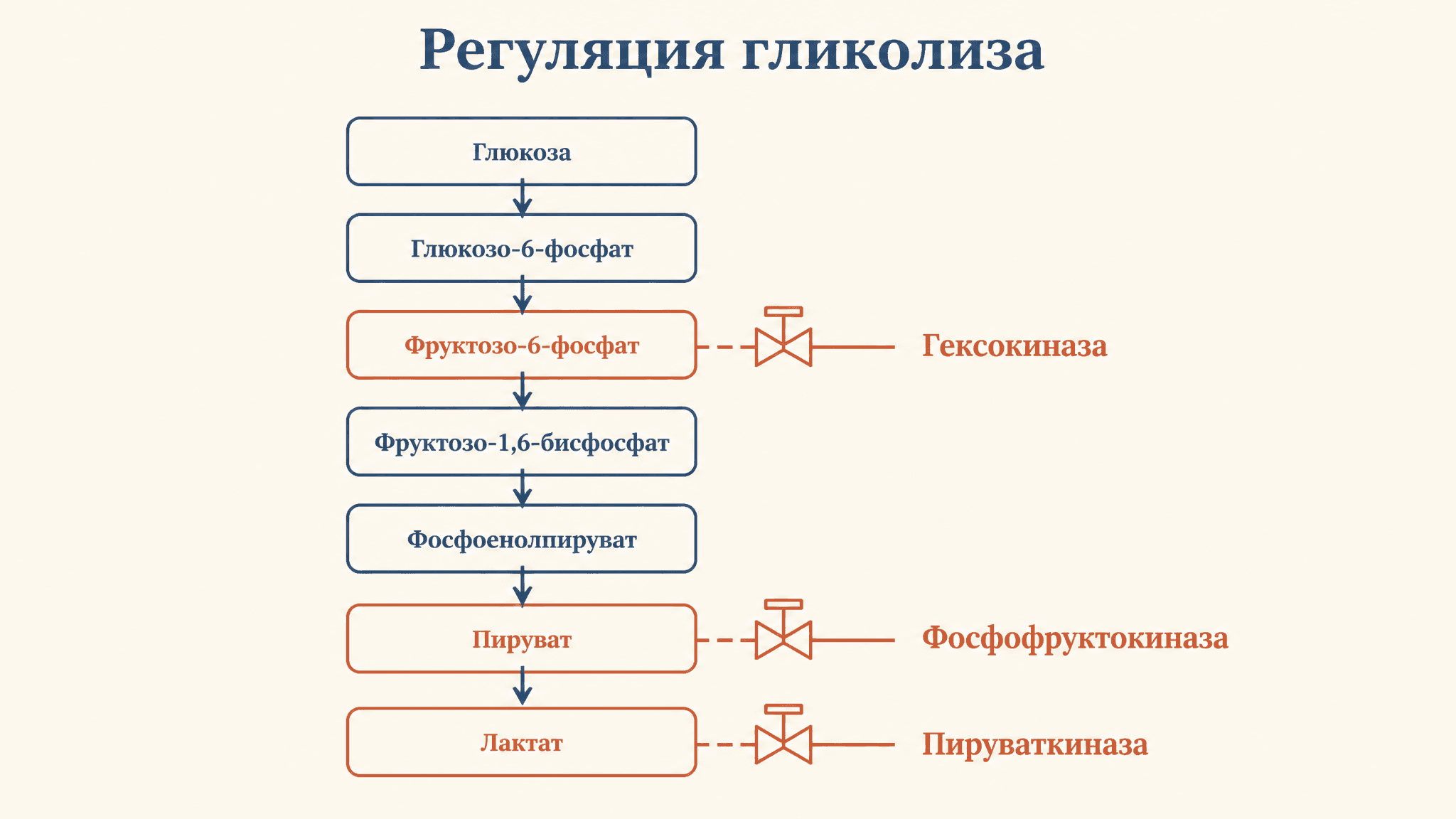Регуляция гликолиза: ключевые ферменты и их контроль