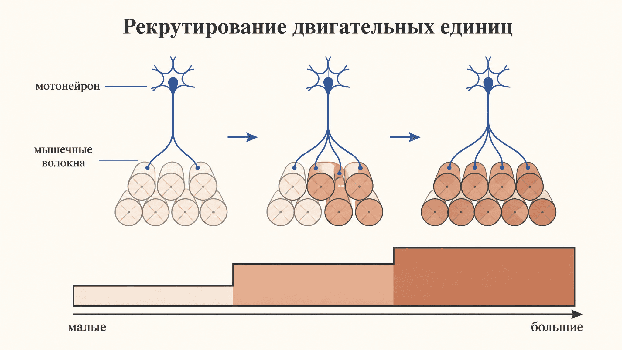 Рекрутирование двигательных единиц: как растёт сила