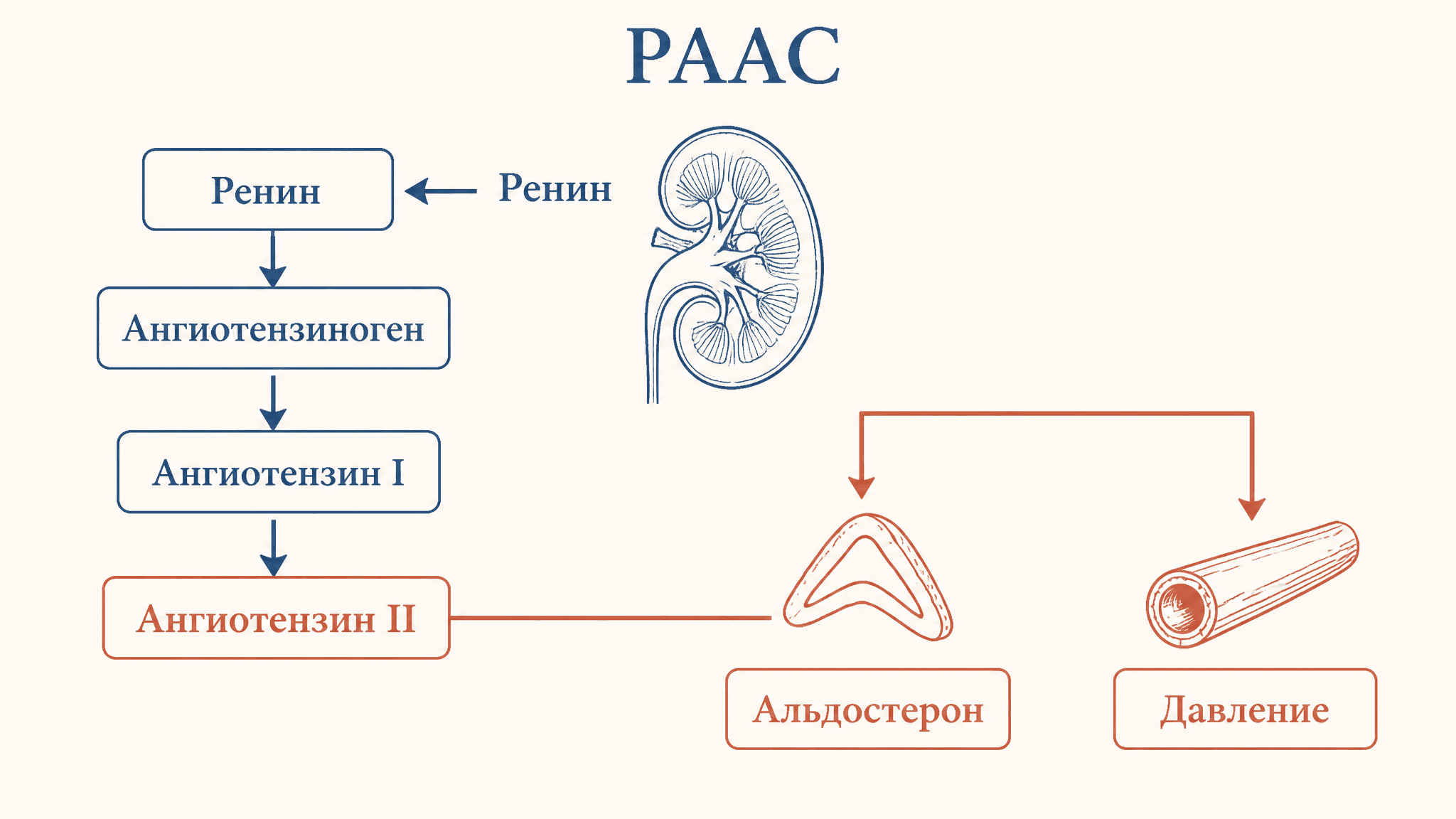 РААС: ренин-ангиотензин-альдостероновая система давления