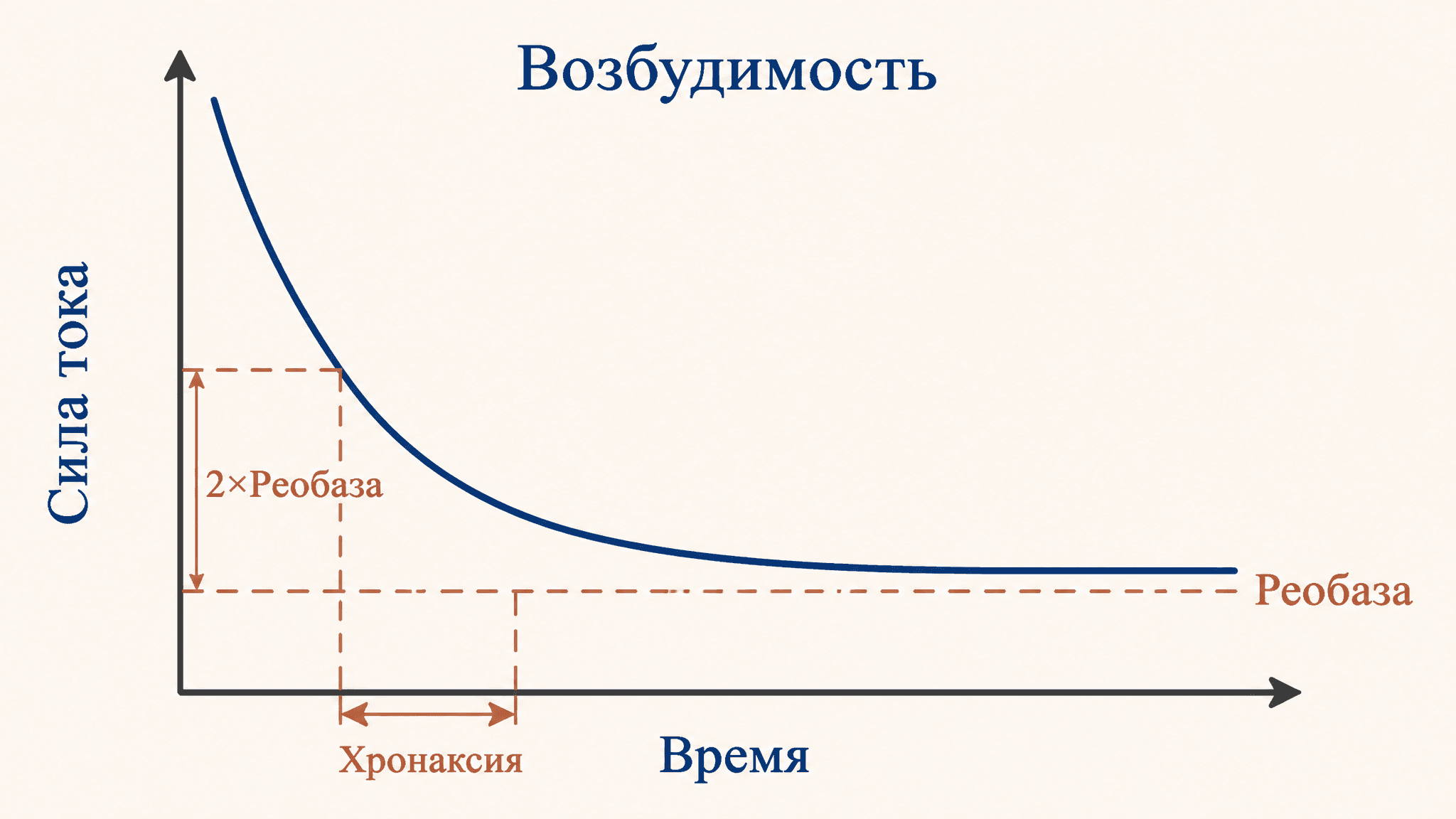 Реобаза и возбудимость: как измеряют порог ткани