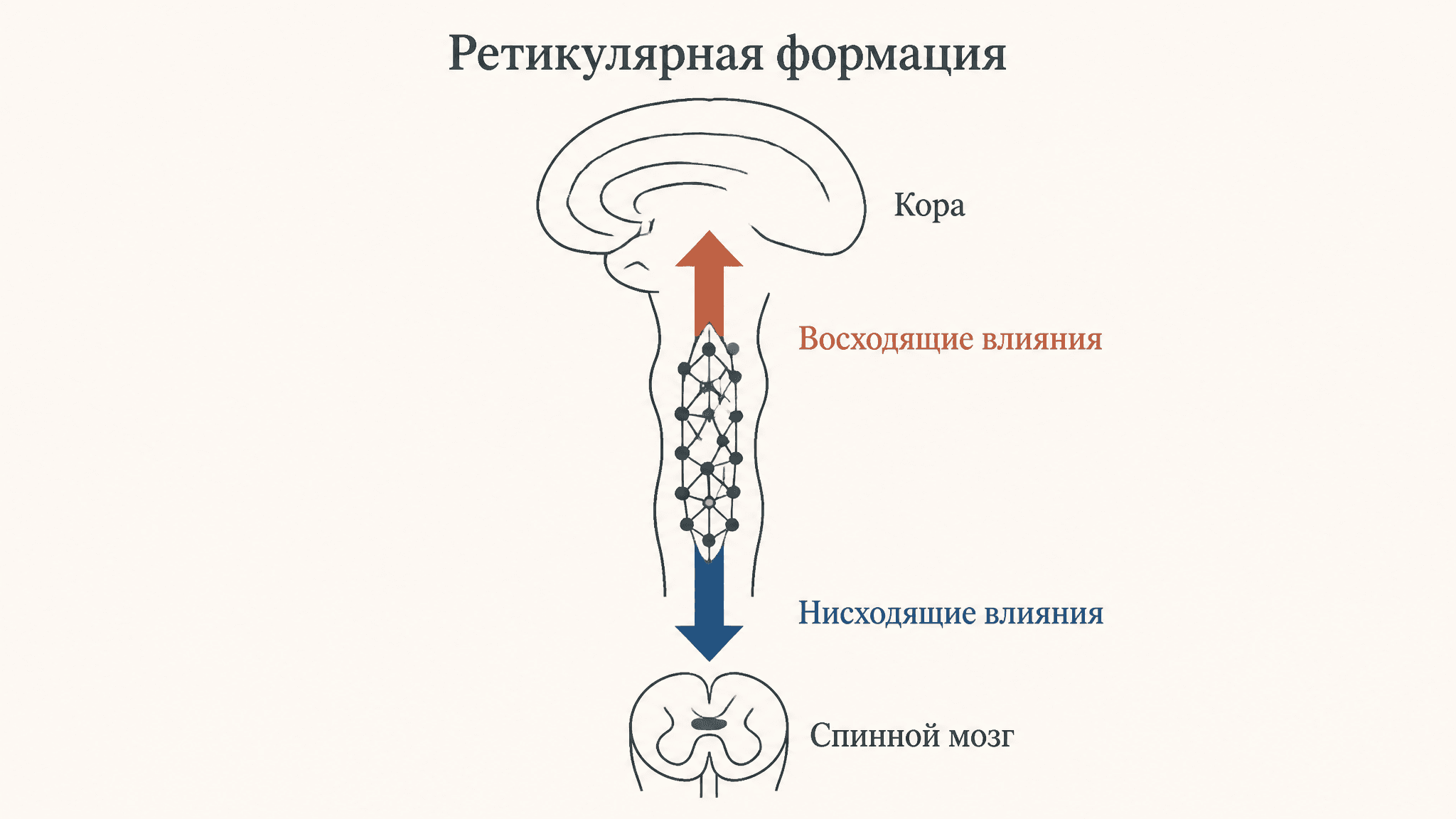 Ретикулярная формация: восходящие и нисходящие влияния