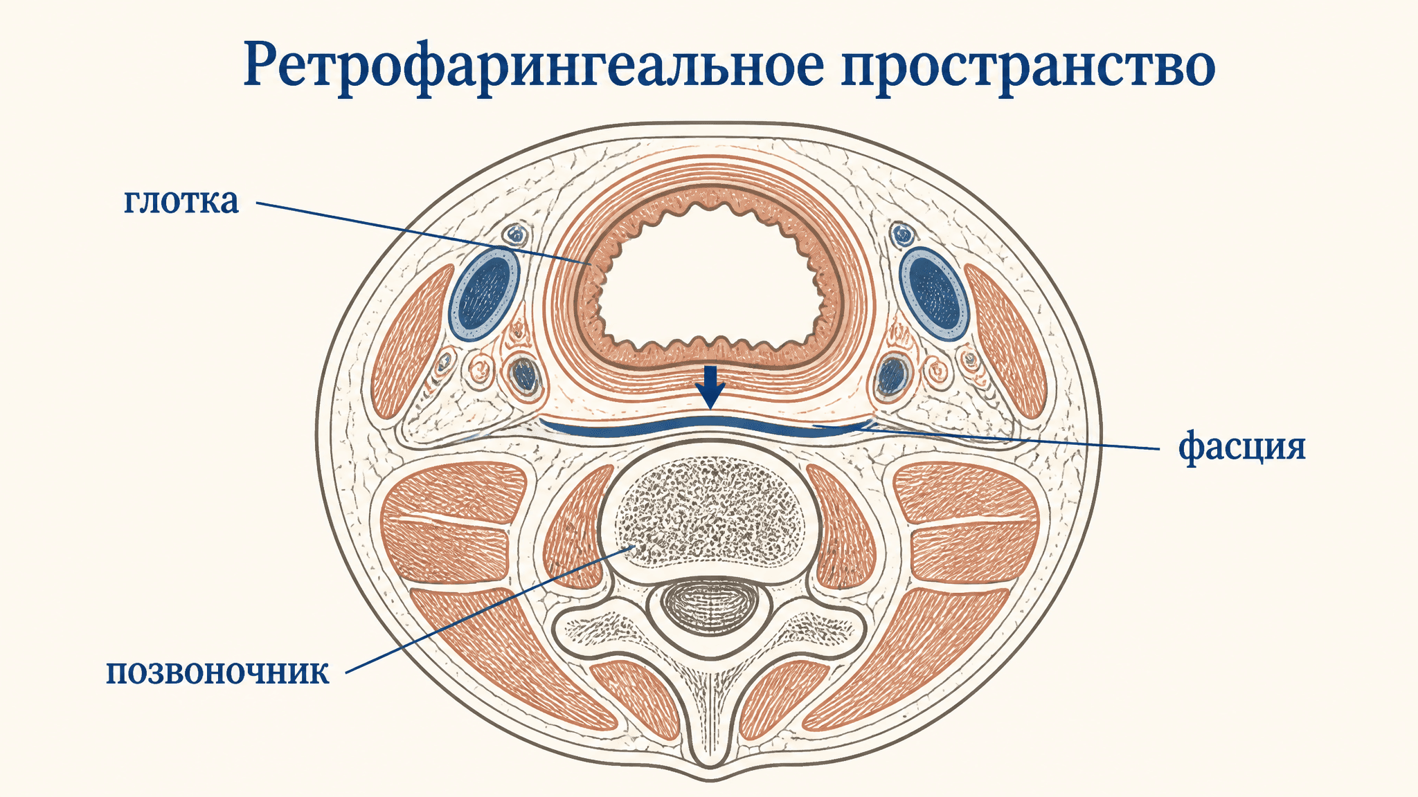 Ретрофарингеальное пространство: границы и значение