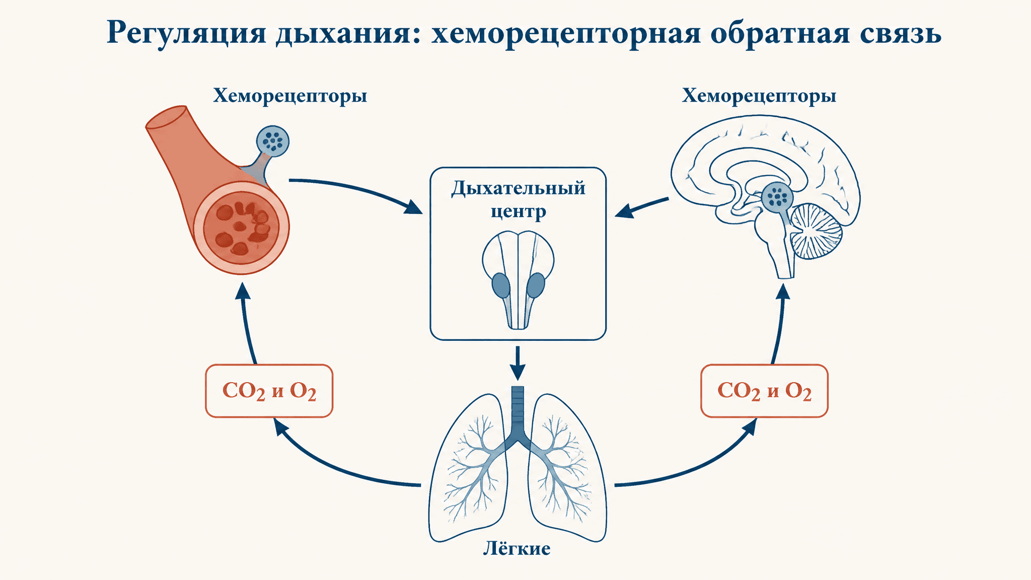 Роль хеморецепторов в регуляции дыхания: датчики газов крови