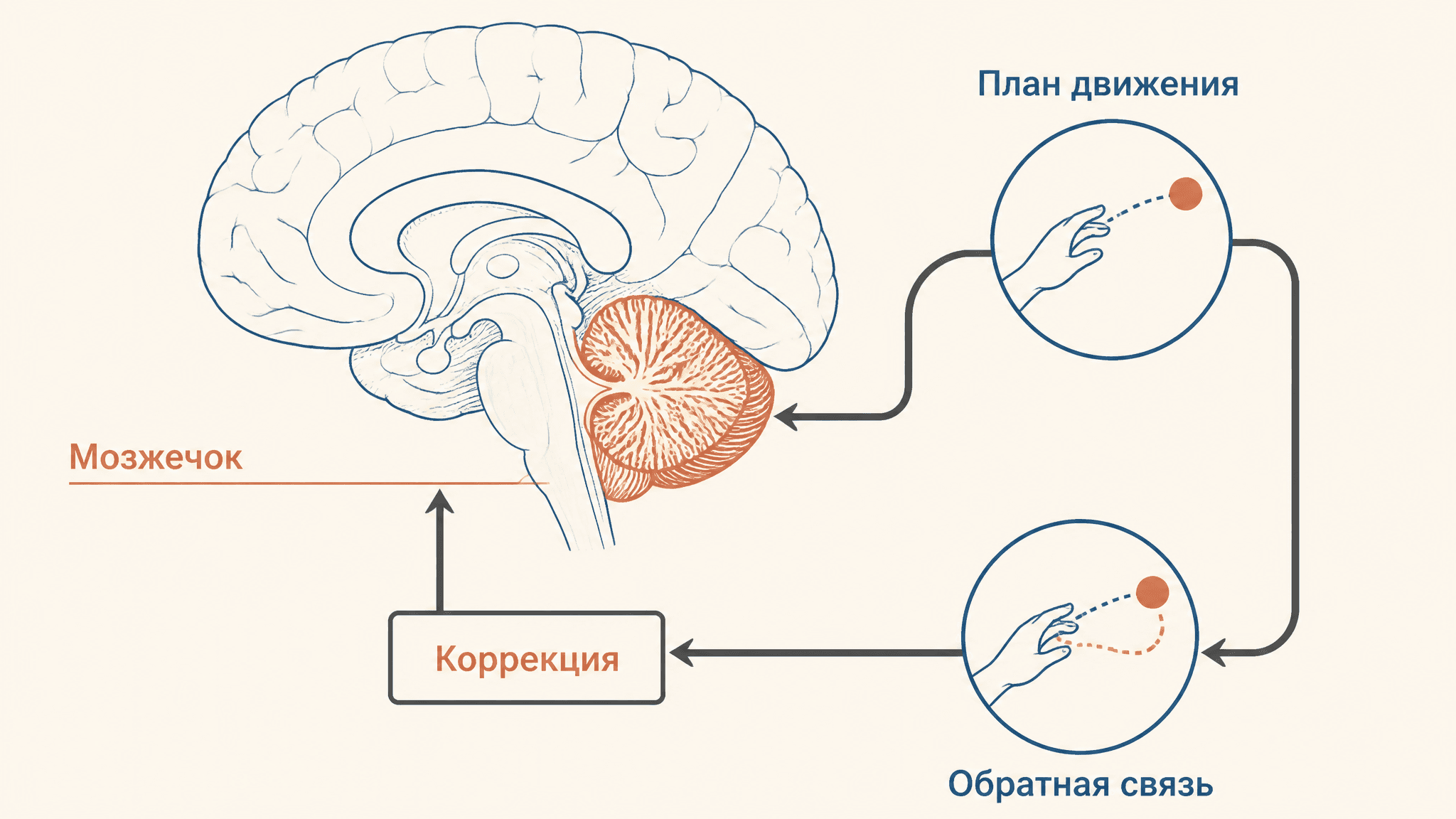 Роль мозжечка в координации движений: коррекция и атаксия