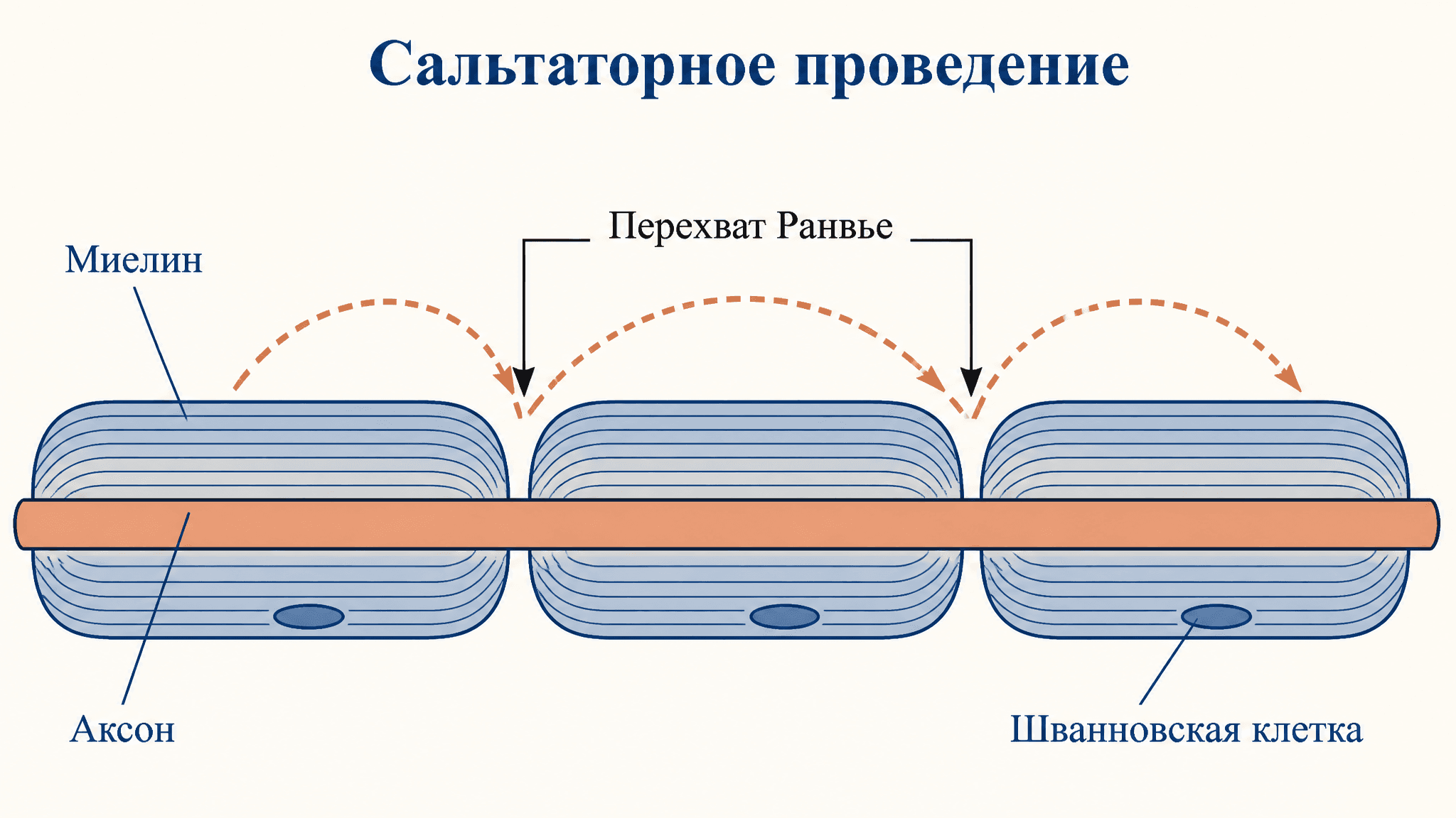 Сальтаторное проведение импульса: как миелин ускоряет нерв