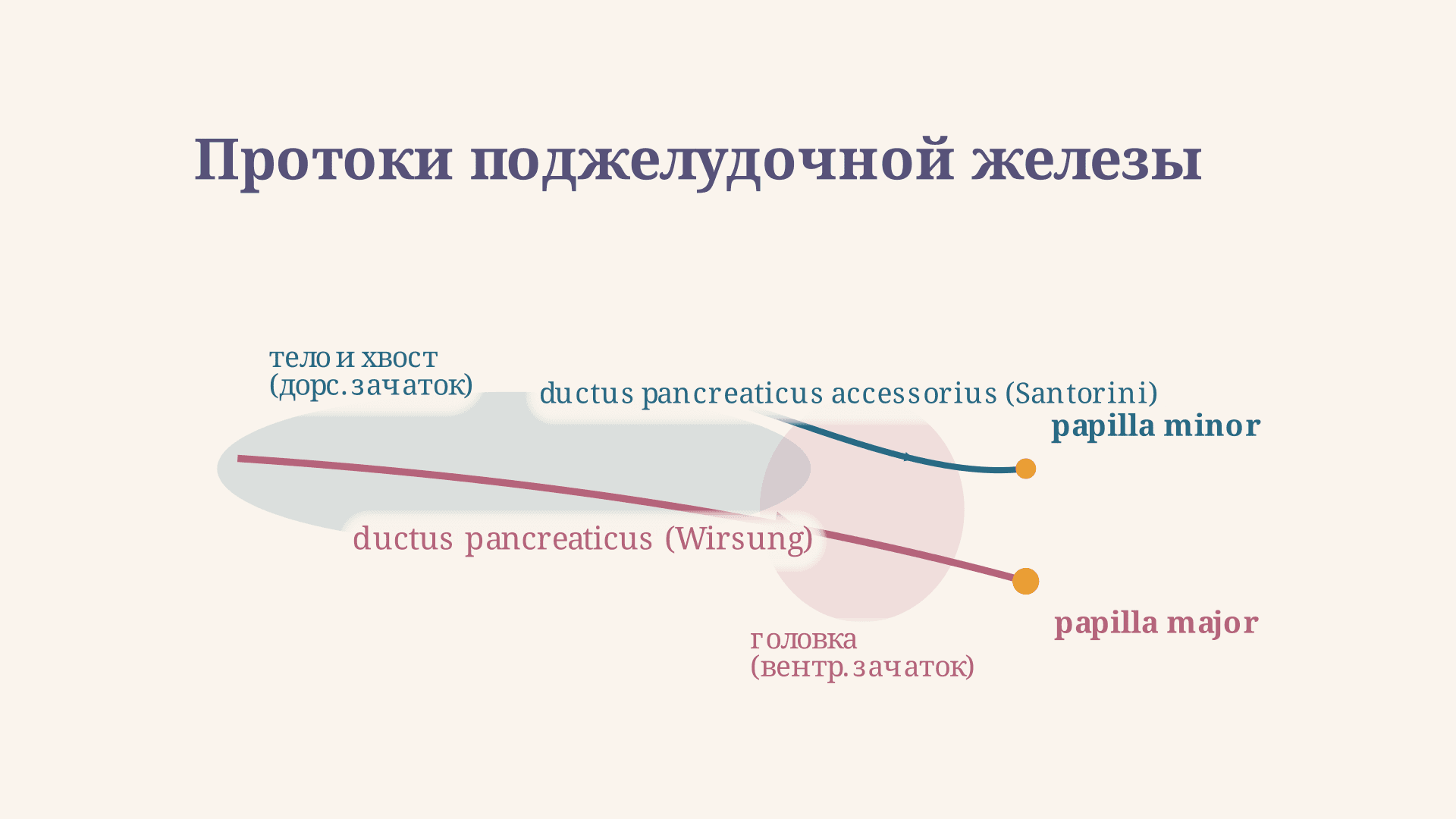 Санториниев проток: анатомия и клиническое значение