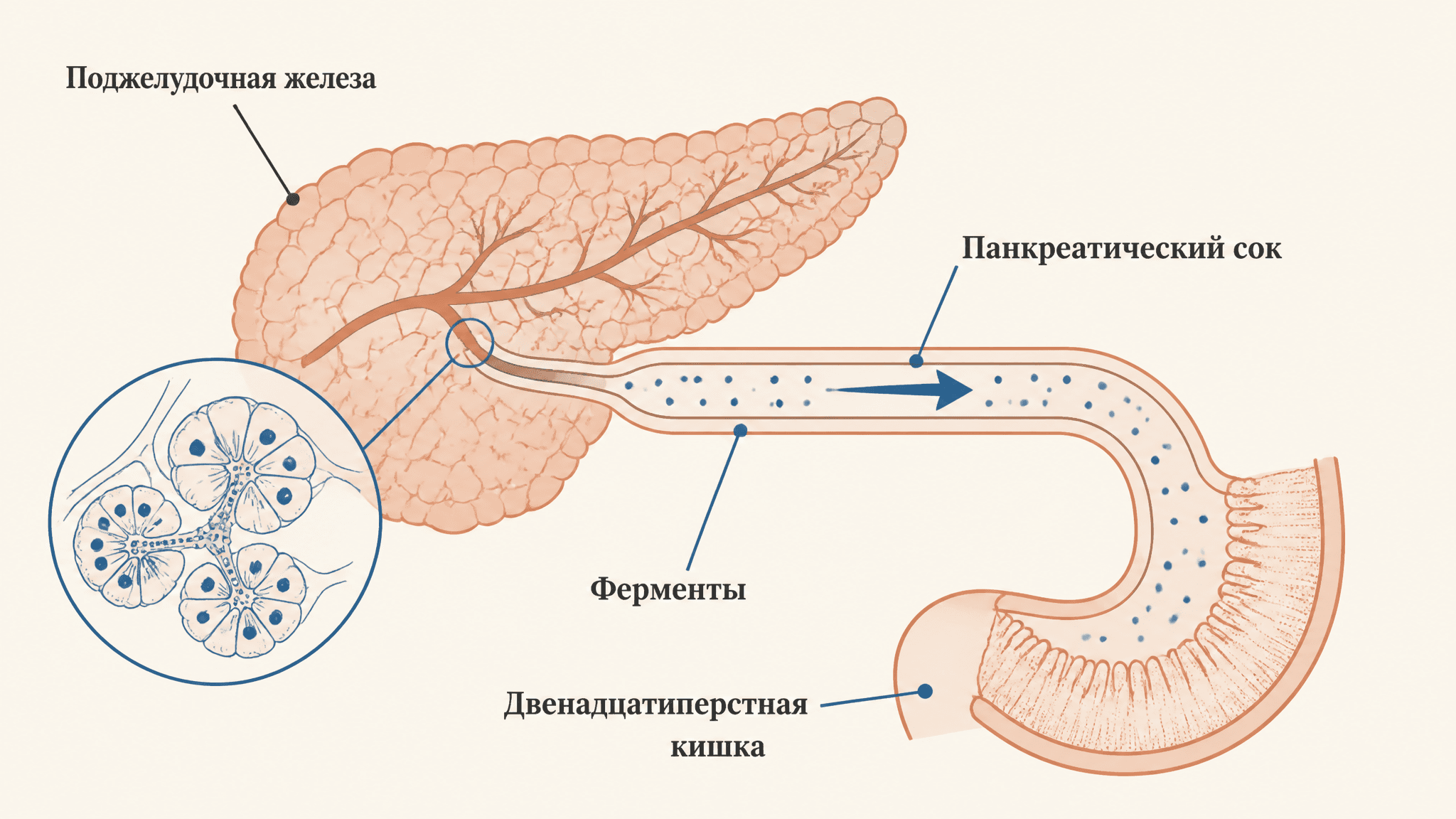 Секреция поджелудочной железы: ферменты и регуляция