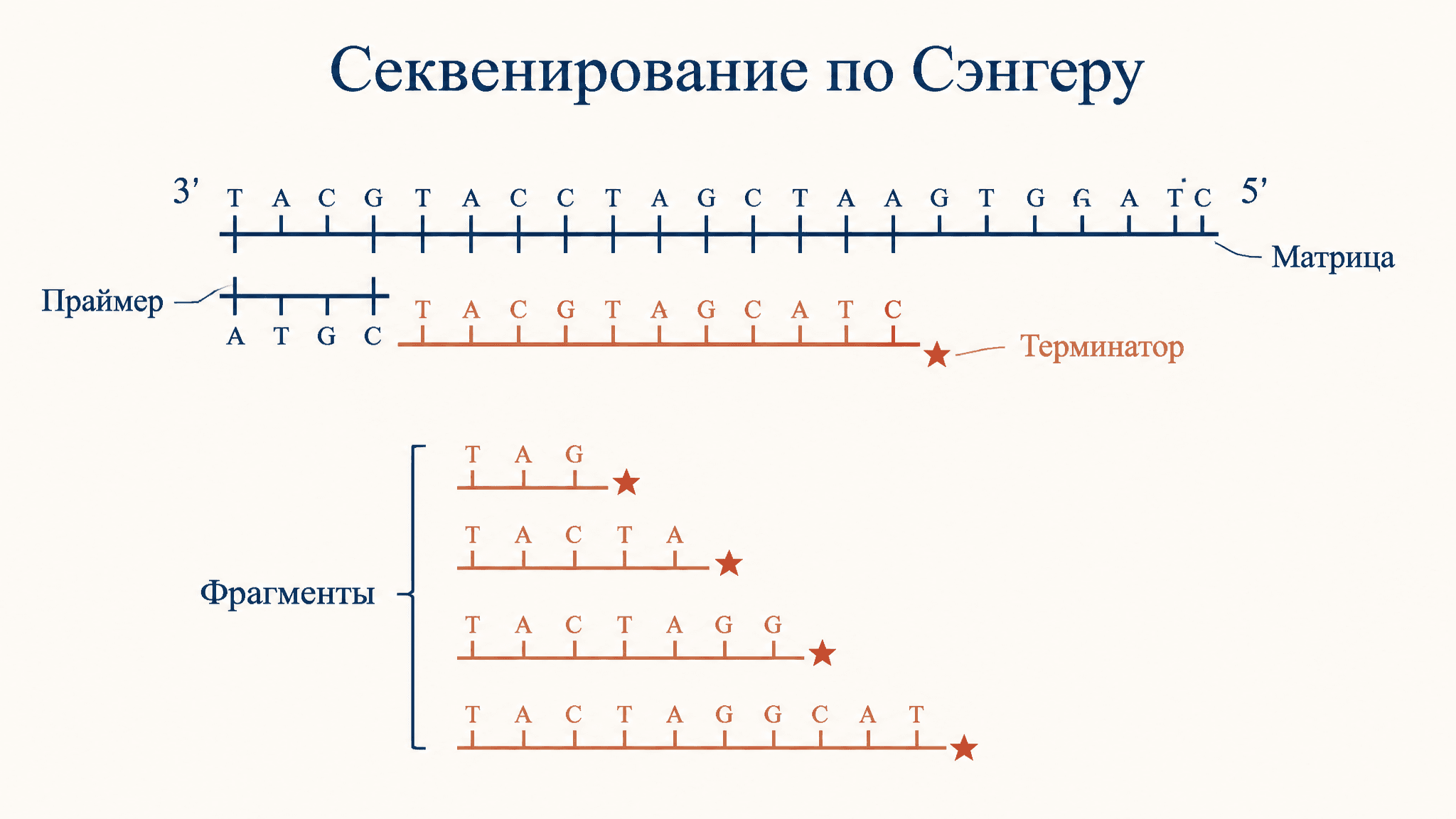 Секвенирование ДНК методом Сэнгера: принцип и схема