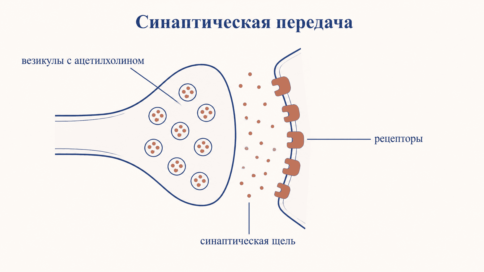 Синаптическая передача: ацетилхолин шаг за шагом