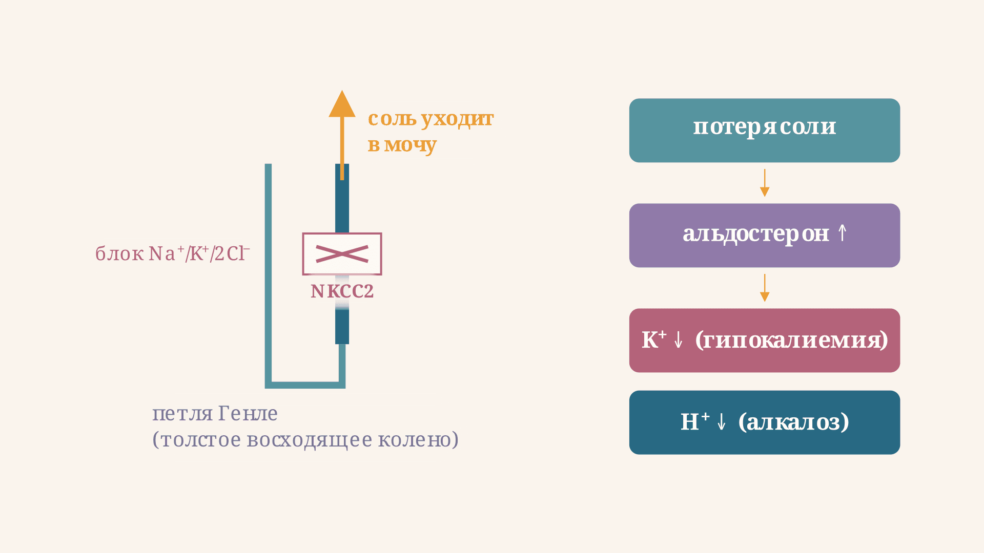 Синдром Барттера: причины, симптомы и диагностика