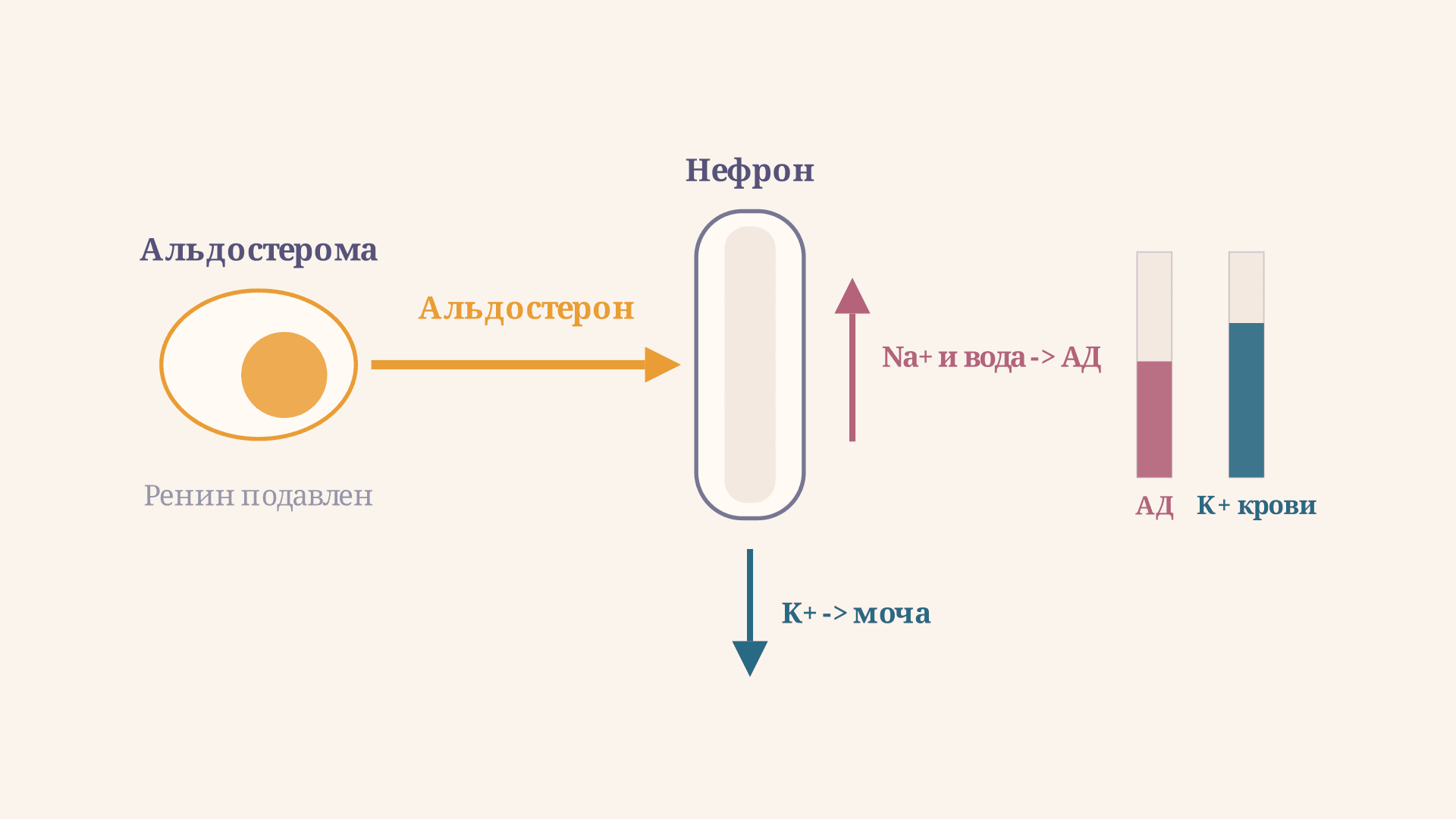 Синдром Конна: гиперальдостеронизм простыми словами
