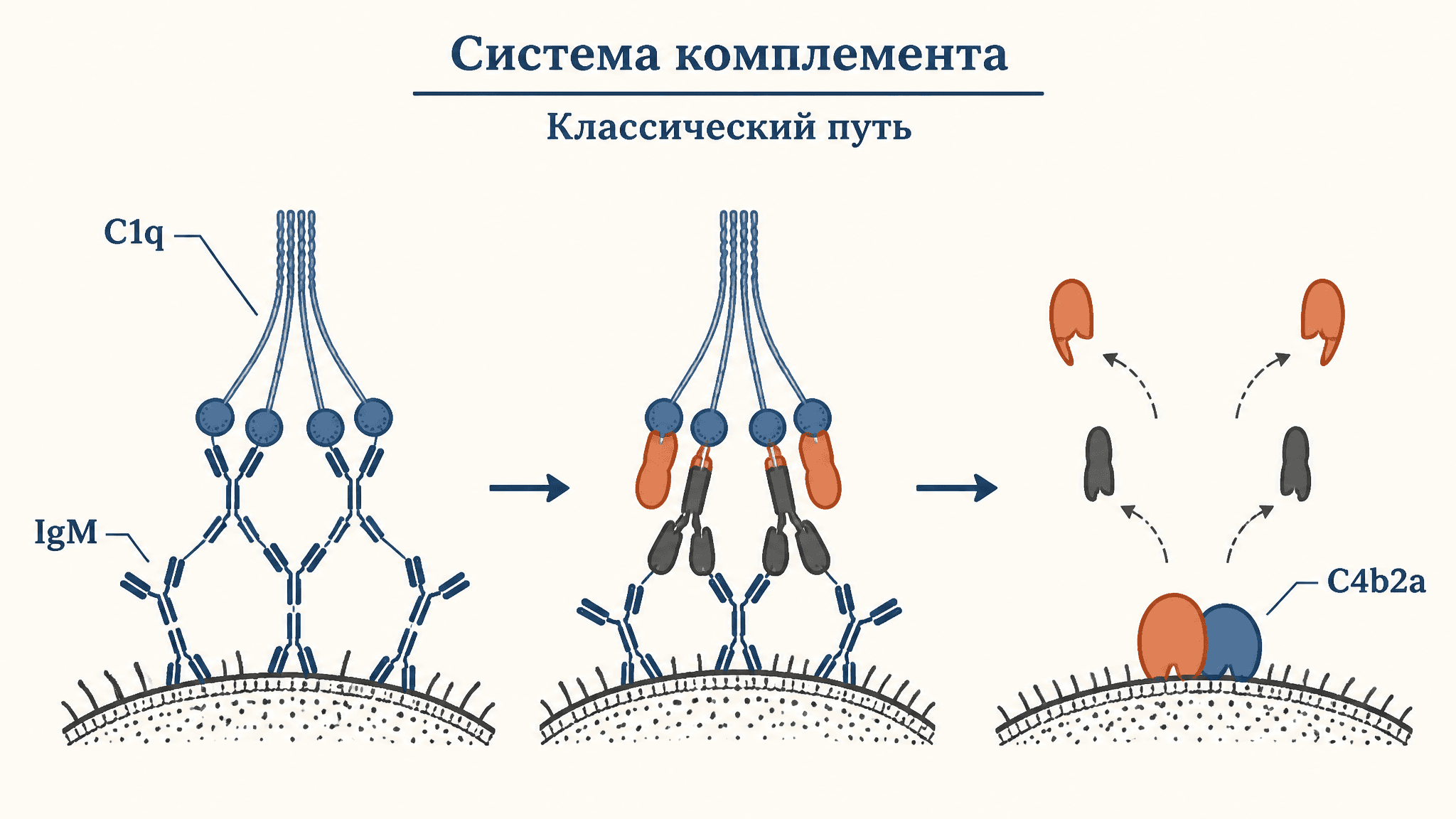 Система комплемента: классический путь активации