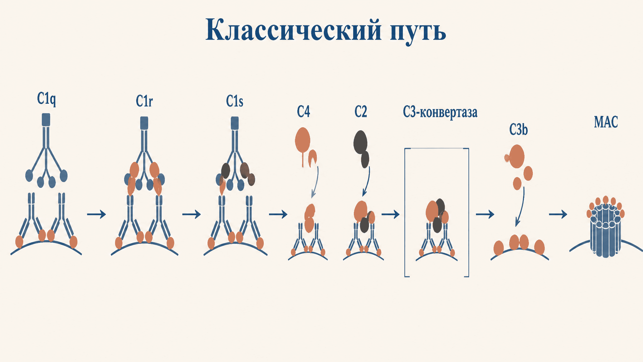 Классический путь комплемента: механизм активации