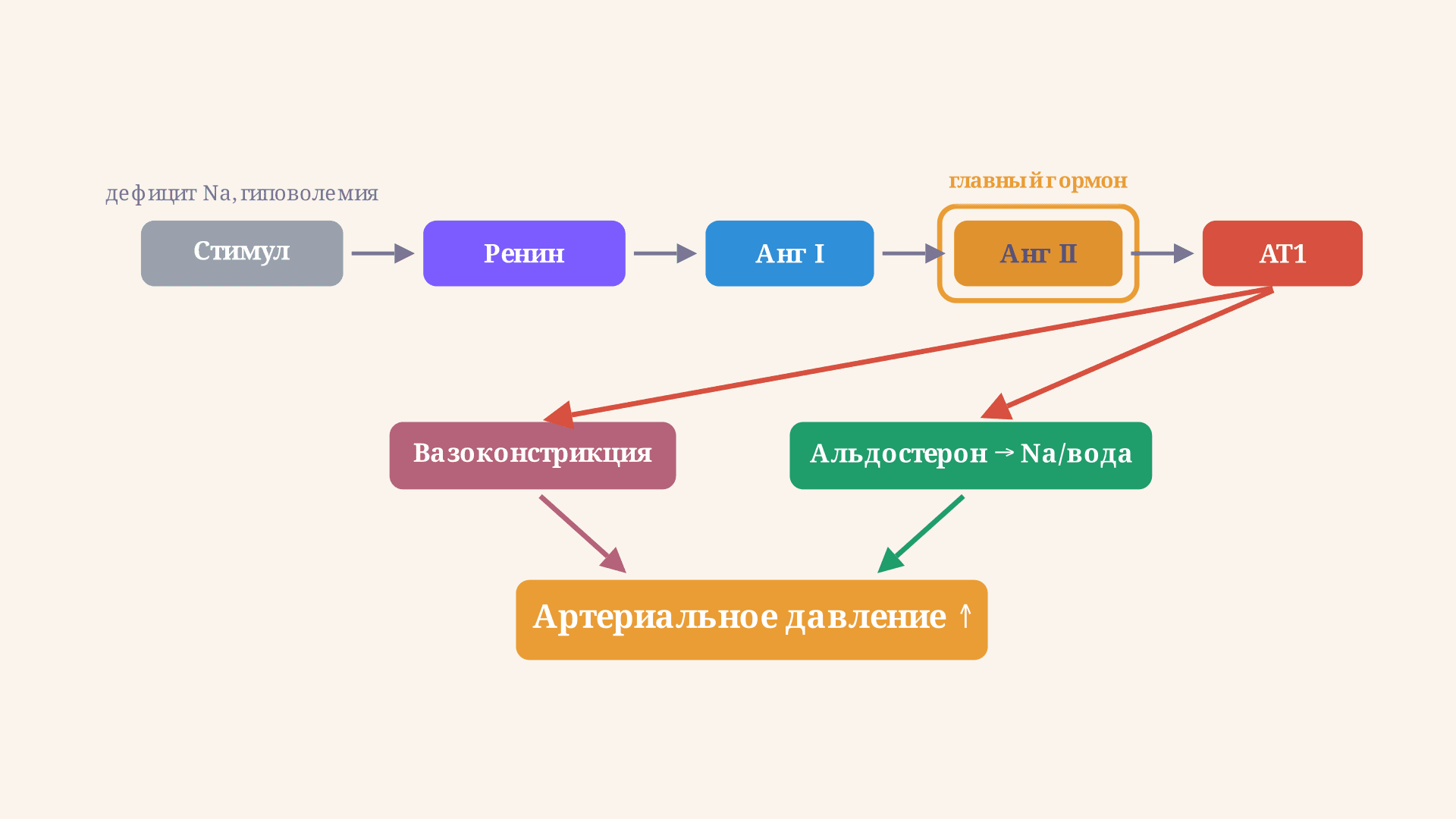 Система ренин-ангиотензин-альдостерон: каскад и давление
