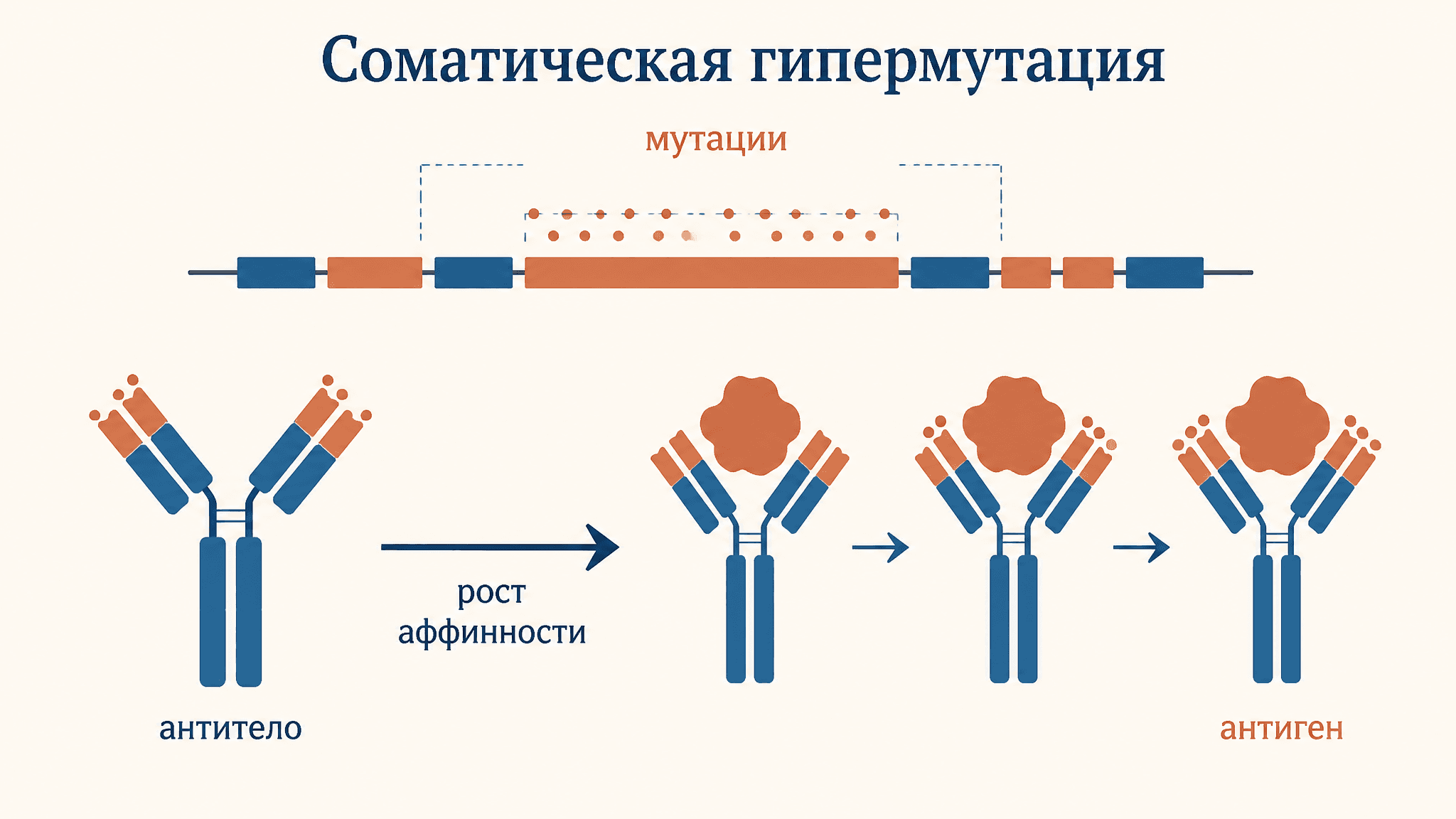 Соматическая гипермутация антитела: как растёт аффинность