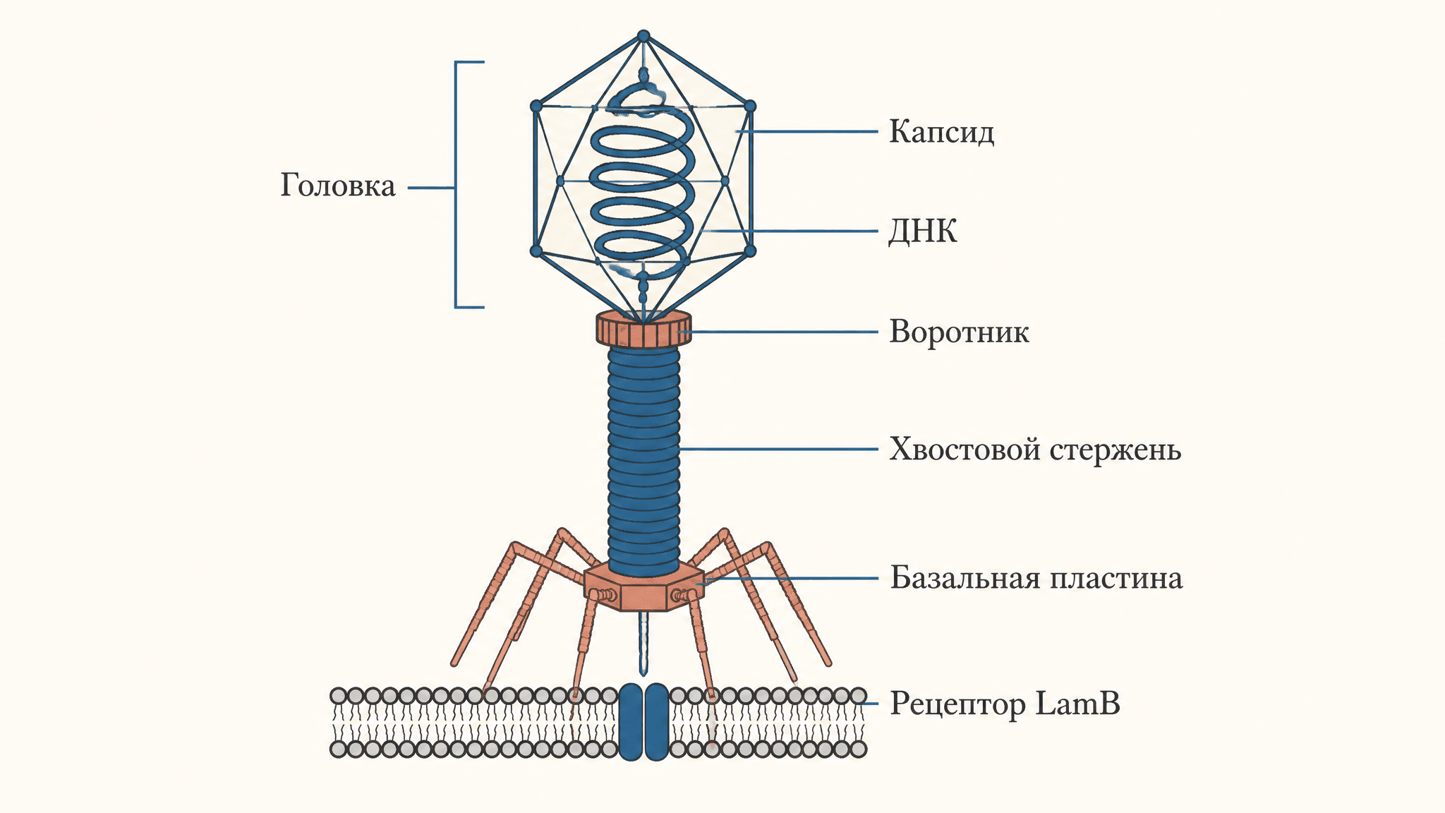 Строение бактериофага умеренного лизогения: структура и цикл