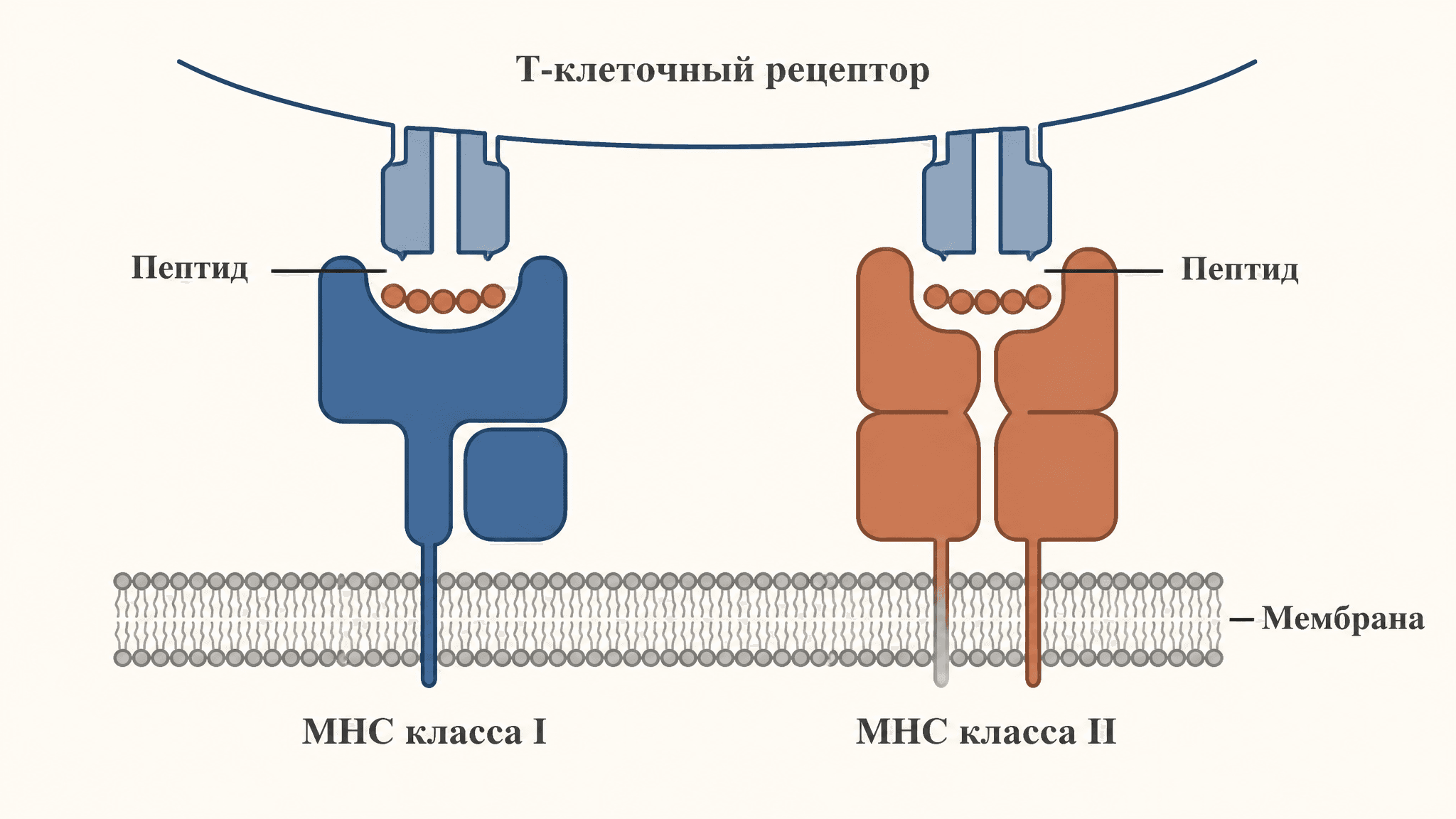 ГКГ: строение и функции комплекса гистосовместимости MHC