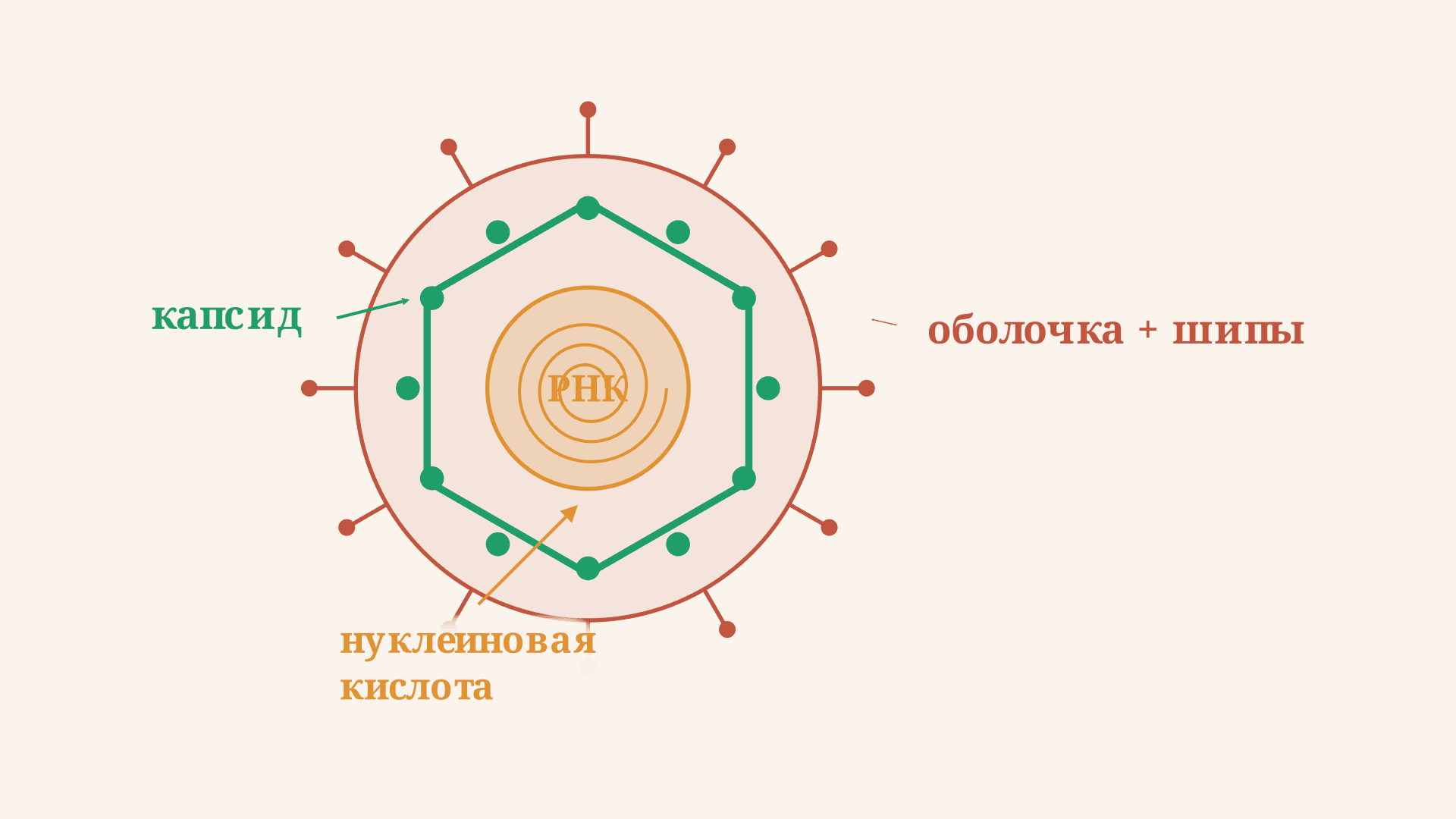 Строение и классификация вирусов: схема и группы