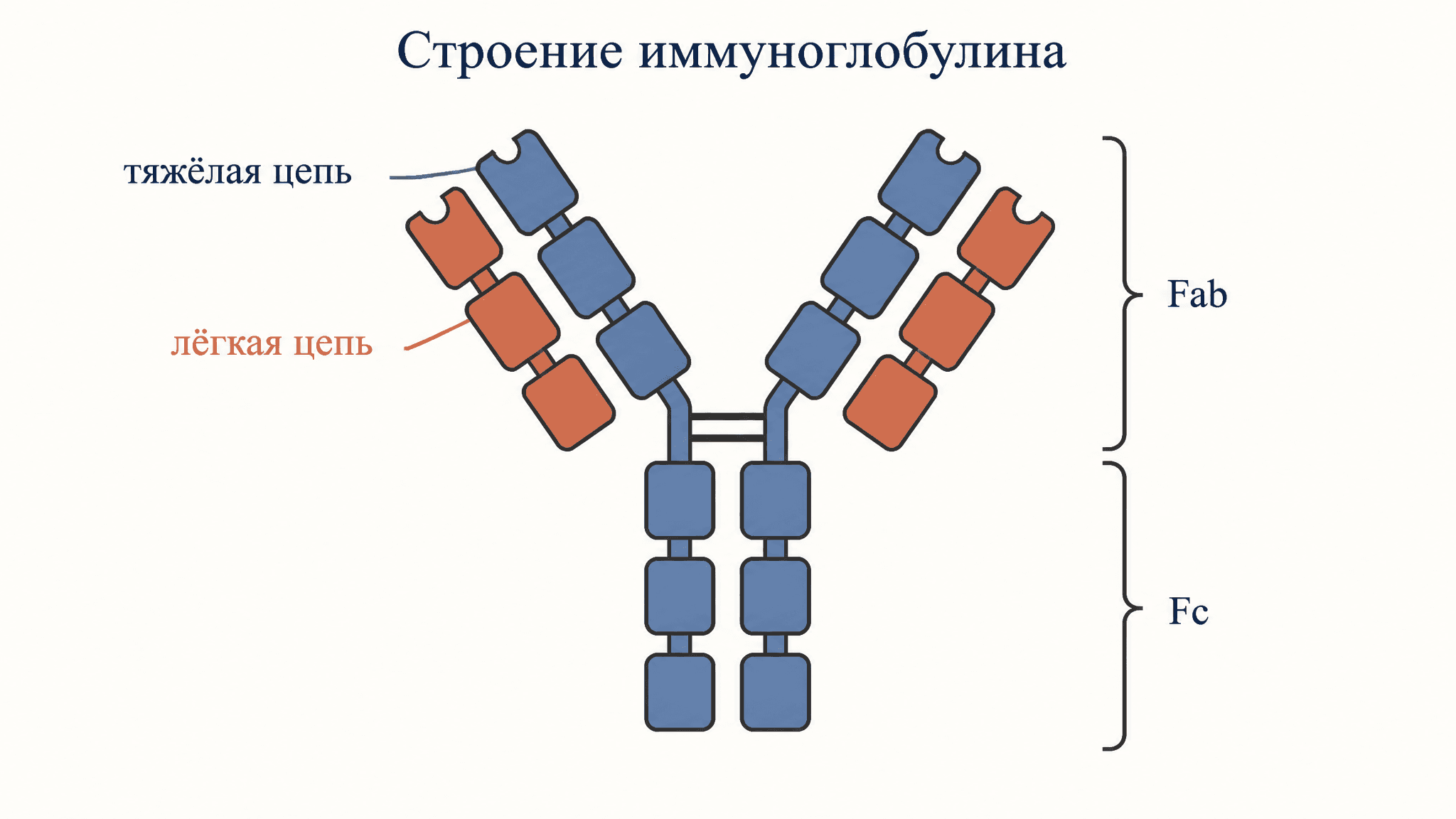 Строение иммуноглобулина и классы антител